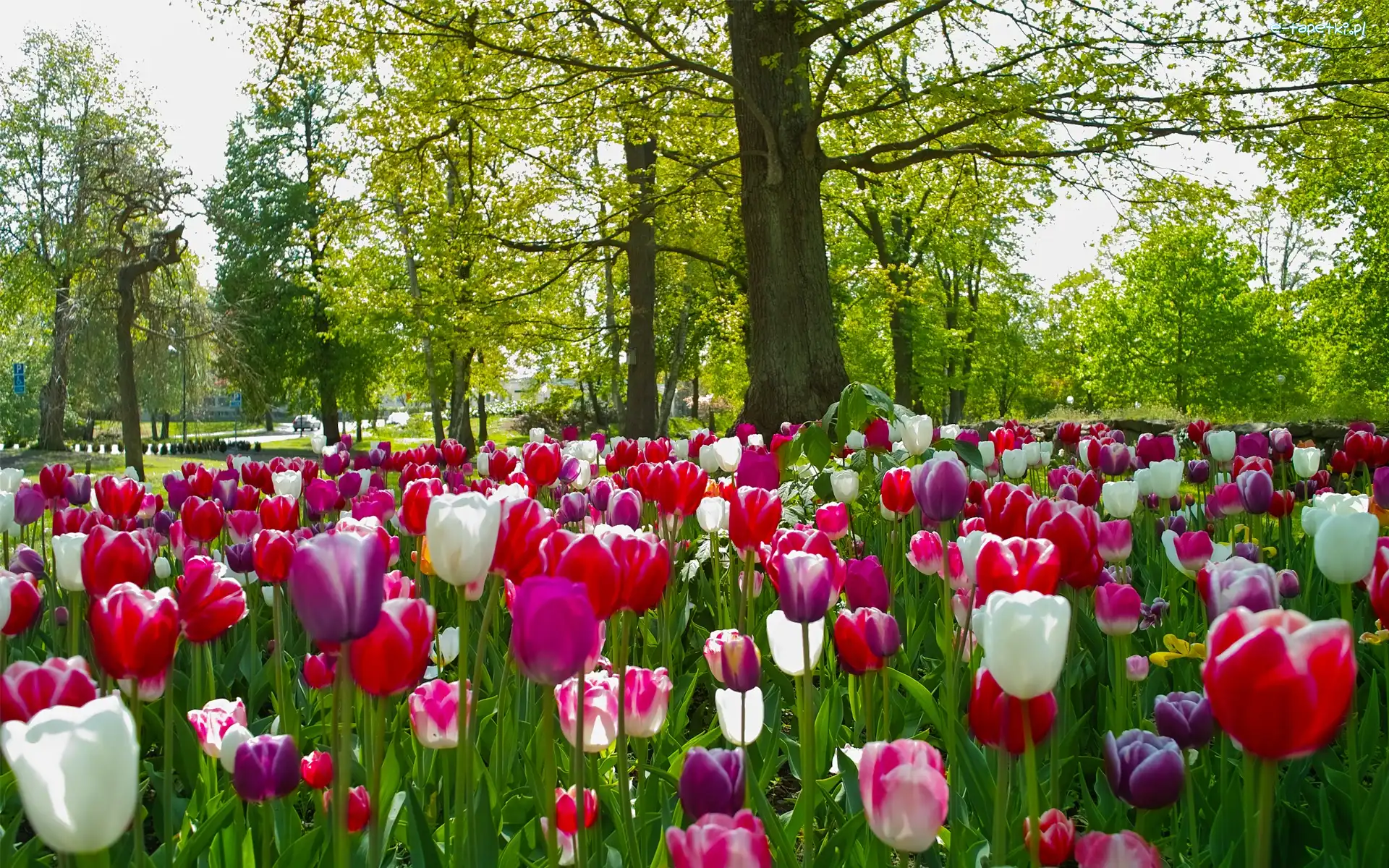 Drzewa, Tulipany, Park