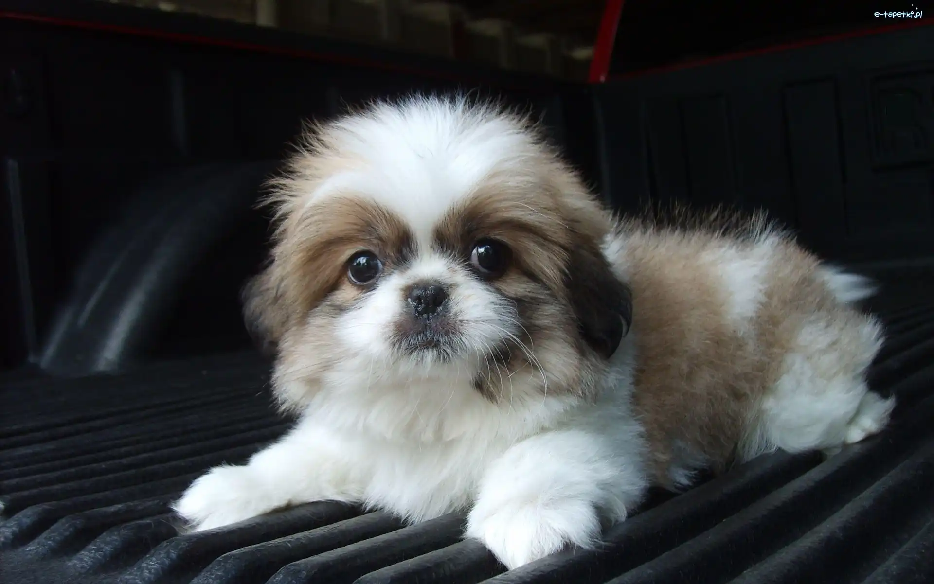 Shih Tzu, Szczeniak