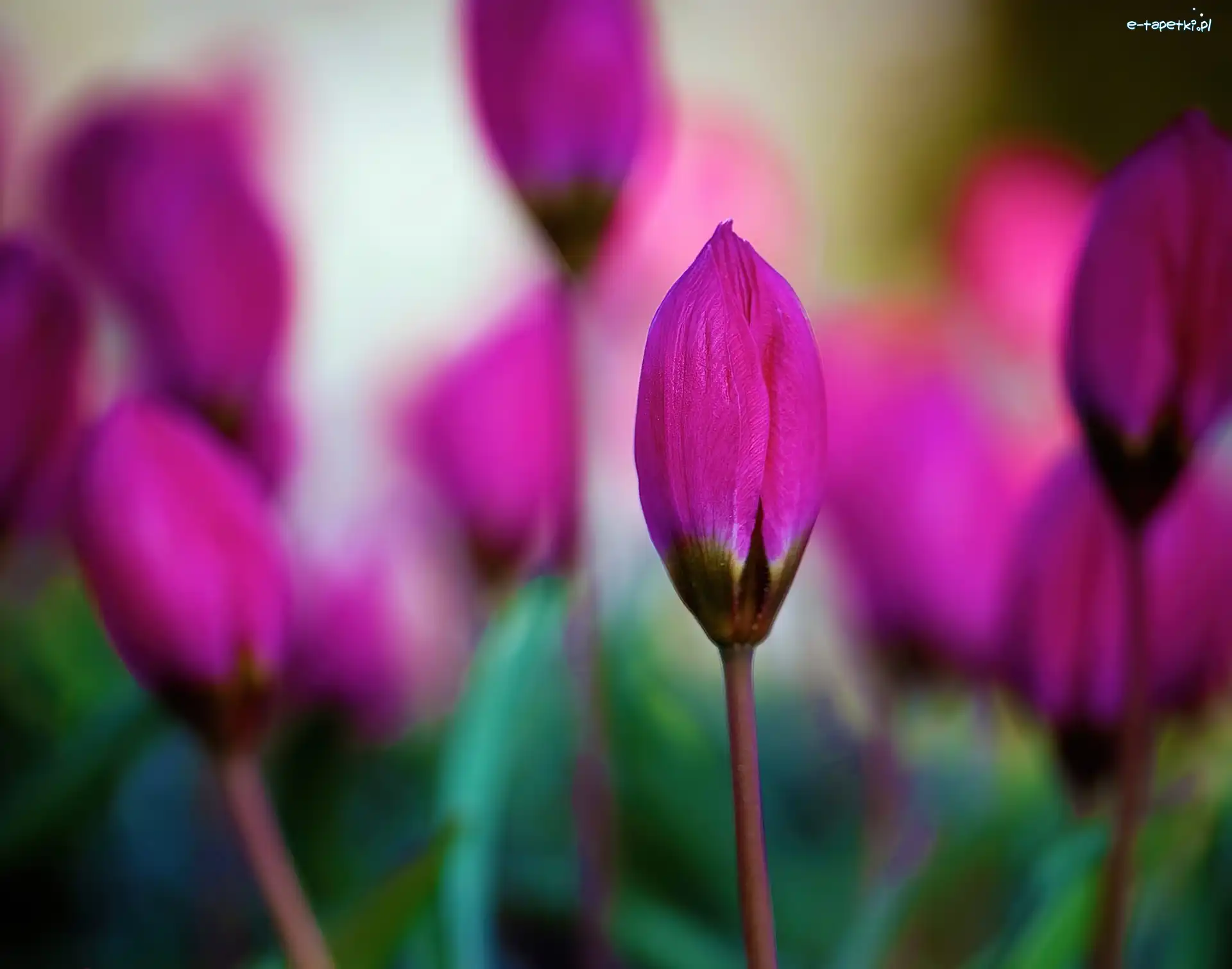 Tulipanów, Pąki