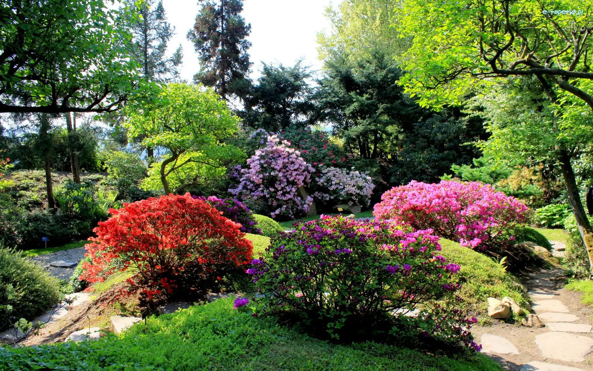 Krzewy, Kwitnące, Kolorowe, Alejki, Drzewa, Park