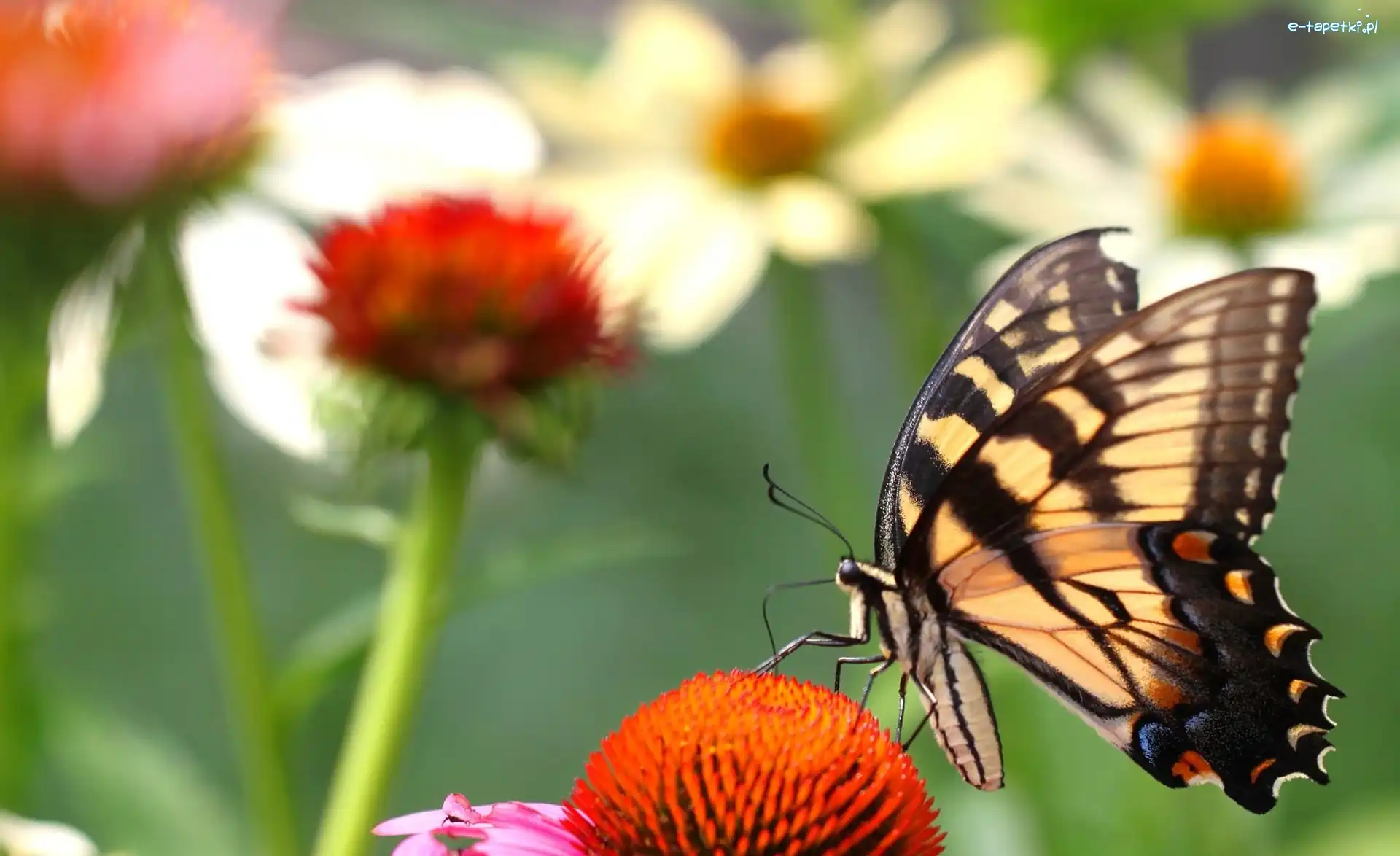 Kwiaty, Paź królowej, Motyl