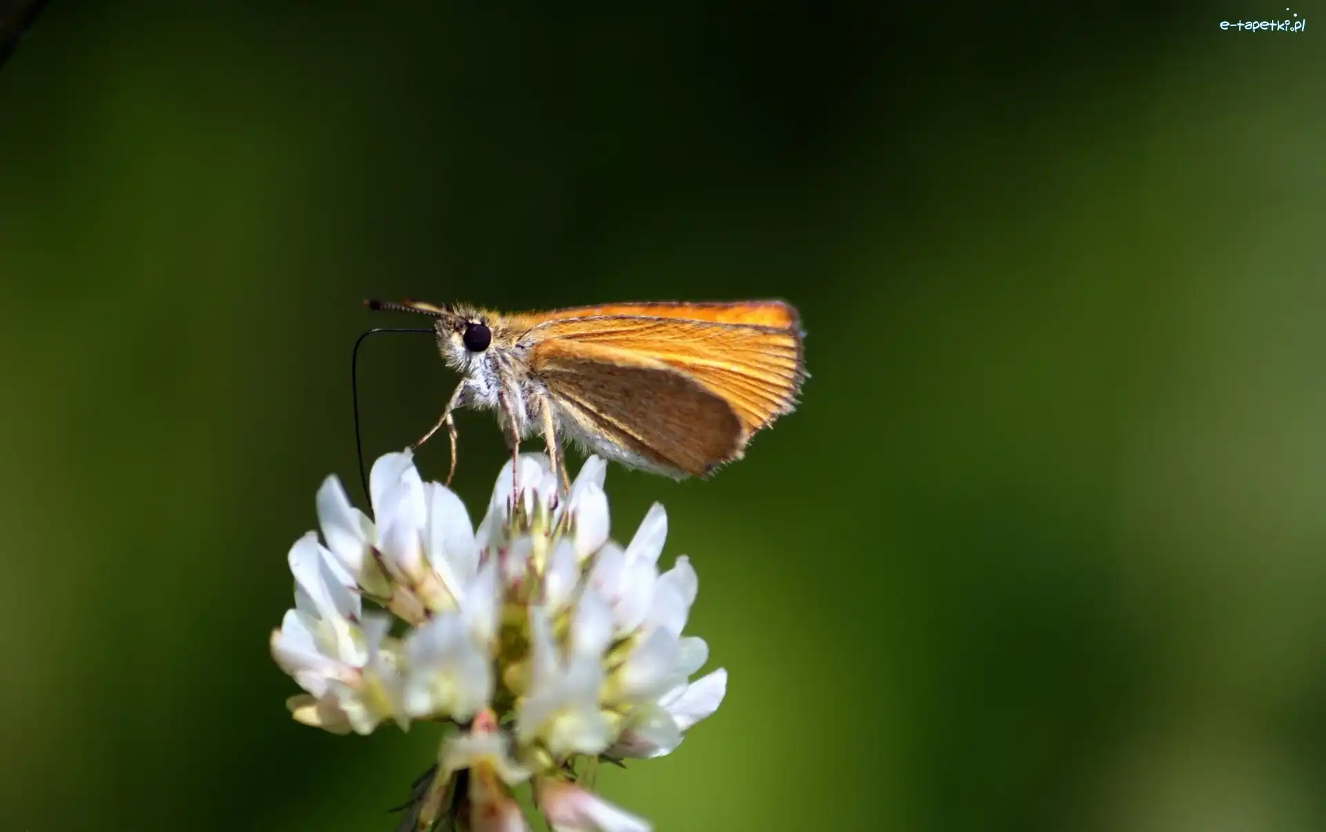 Koniczyna, Motyl