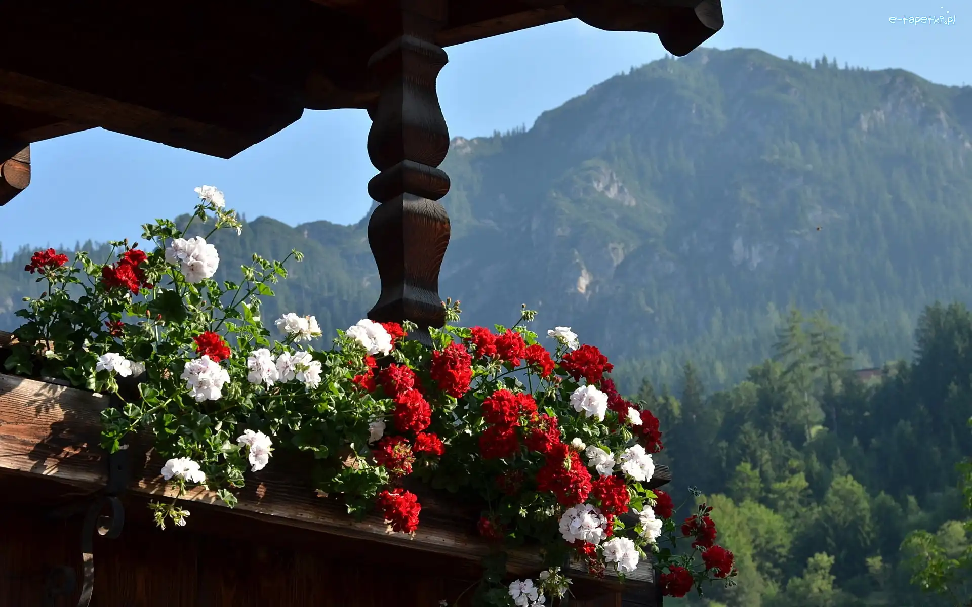 Taras, Austria, Góry Alpy, Pelargonie