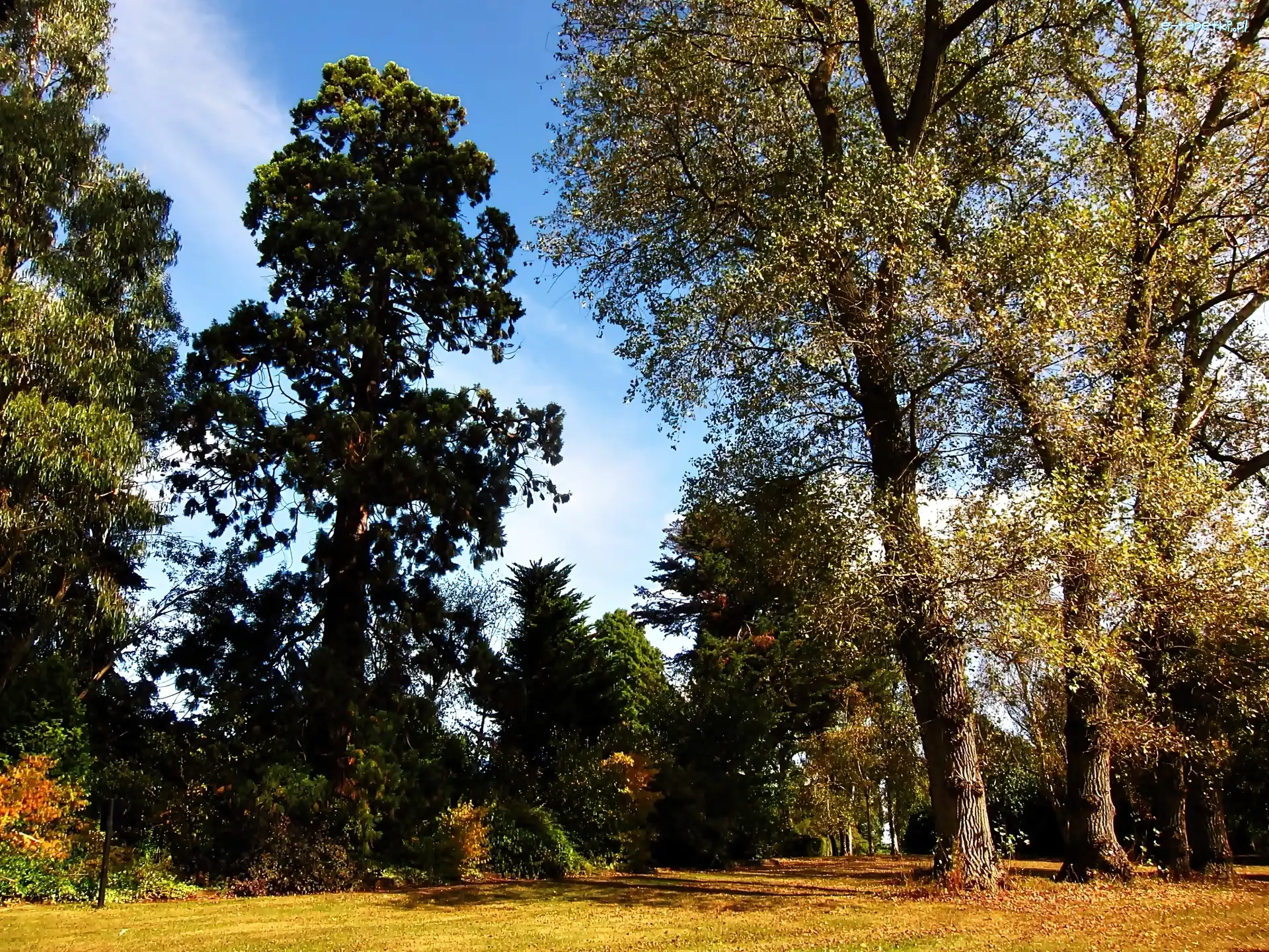 Jesienią, Światło, Przebijające, Park