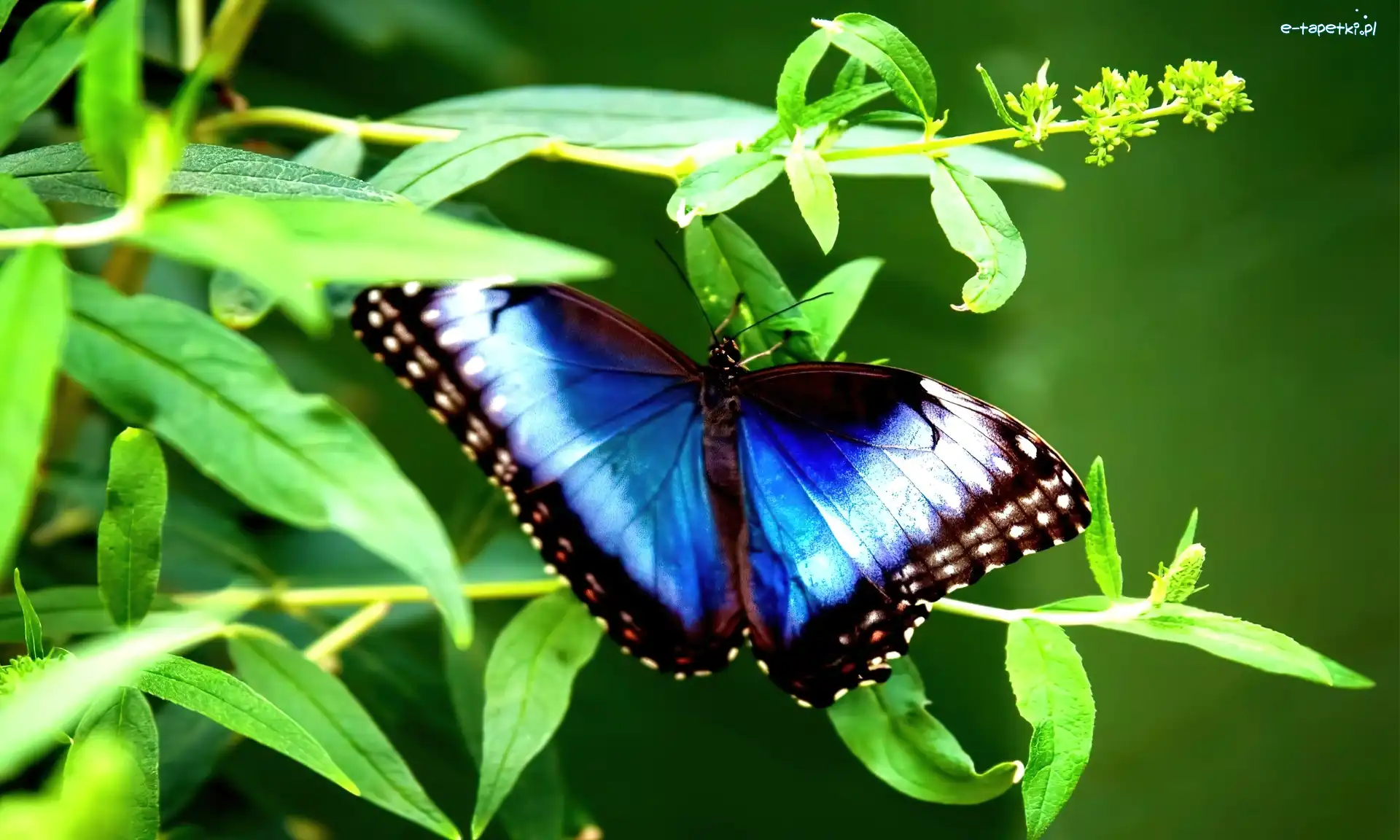 Niebiesko, Liście, Brązowy, Motyl