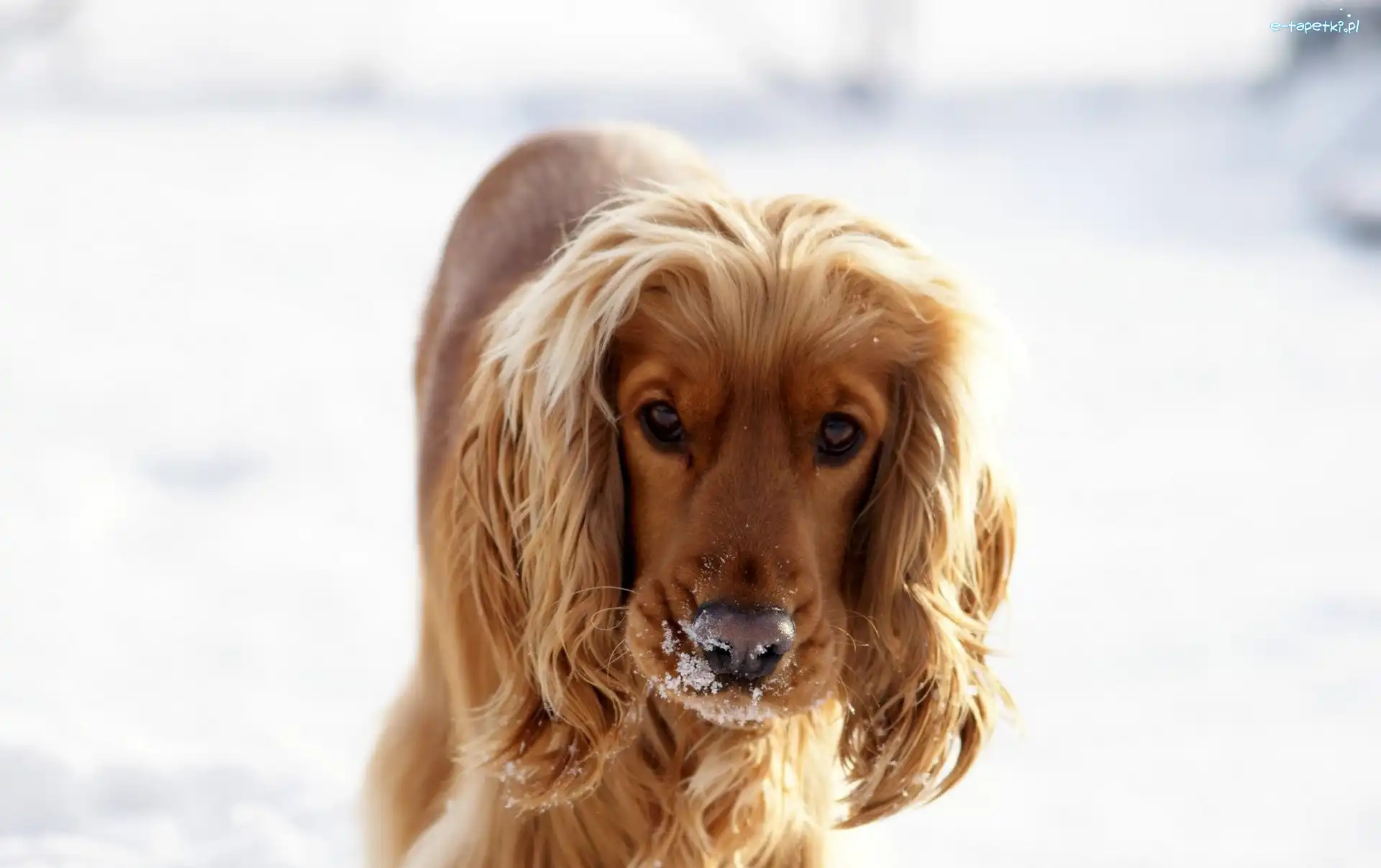 Spaniel
, Cocker