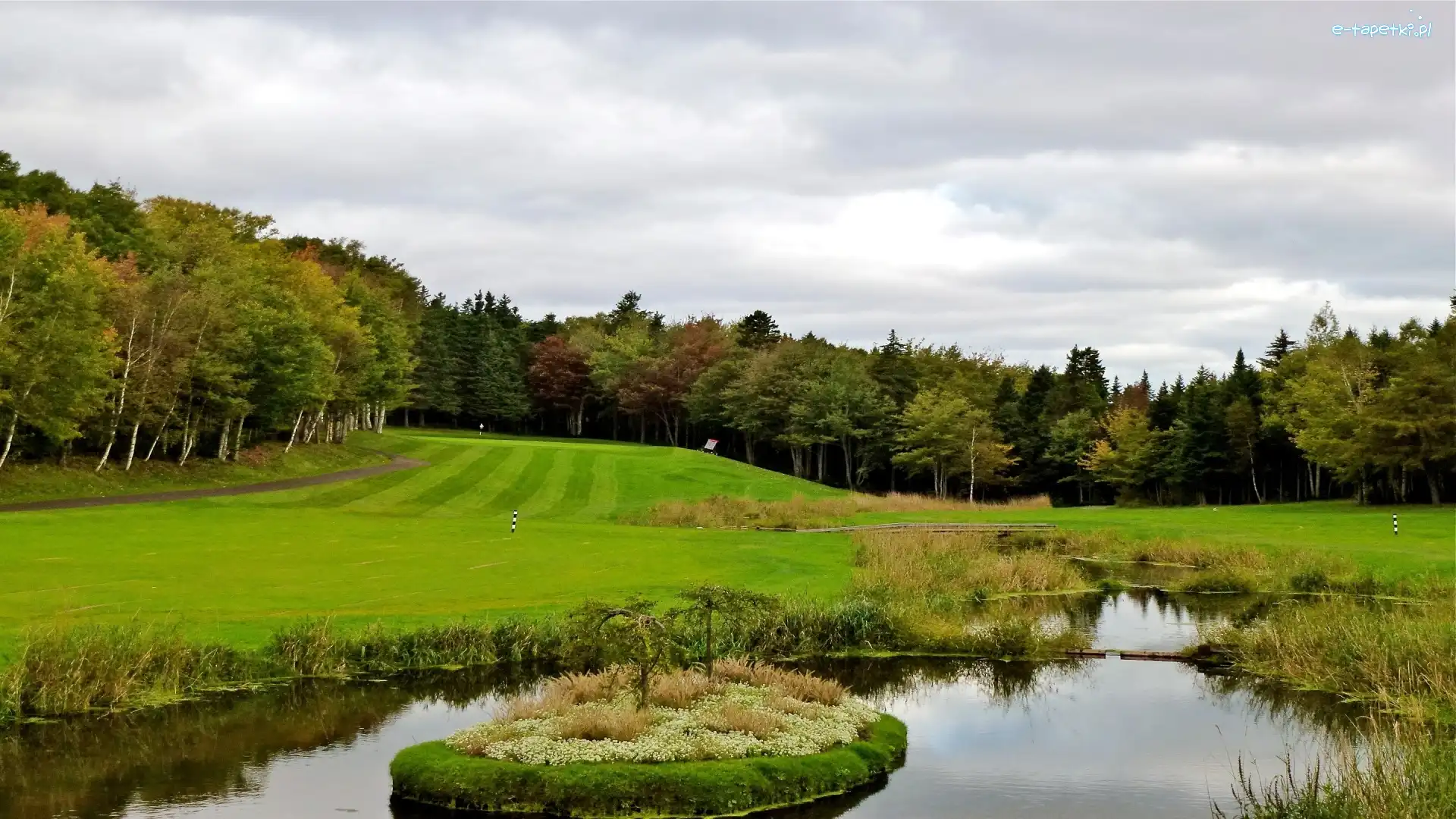 Golfowe, Las, Staw, Pole