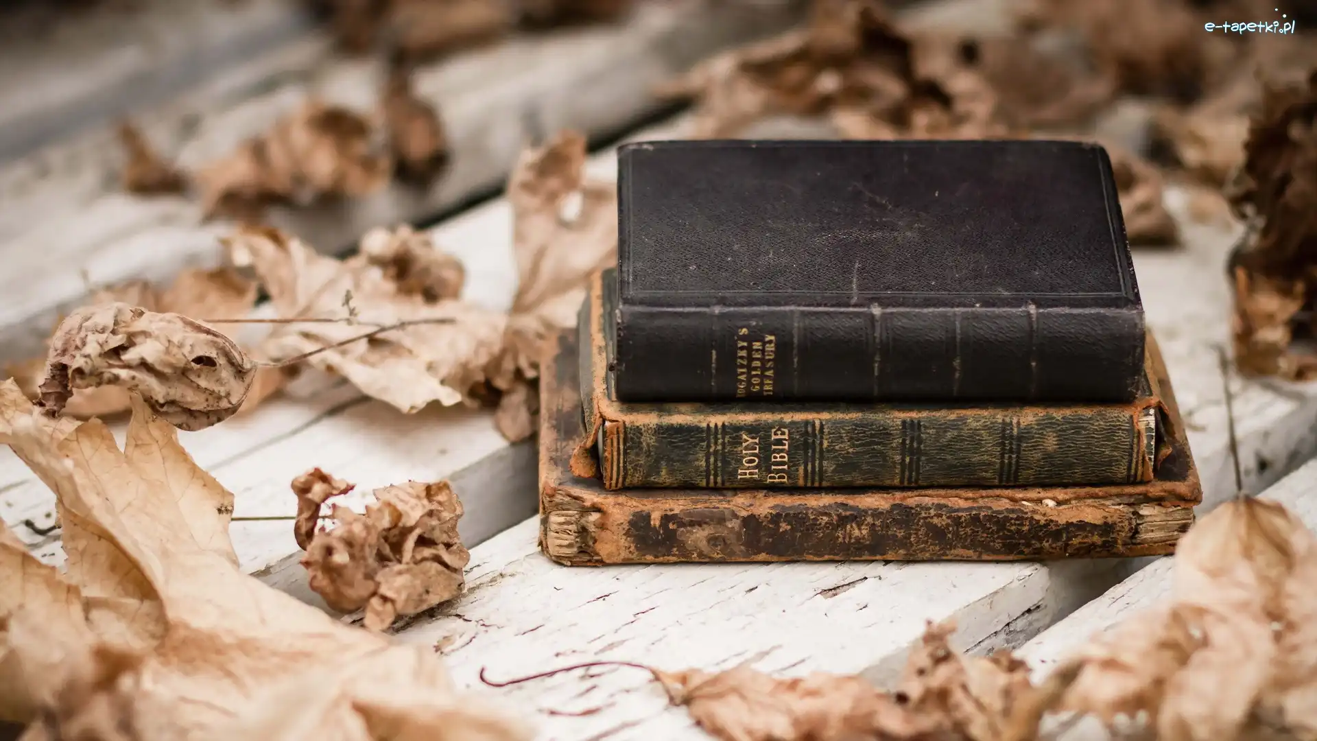 Liście, Ławka, Biblia
