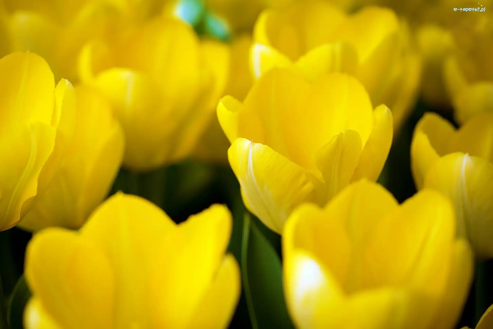 Tulipany, Żółte