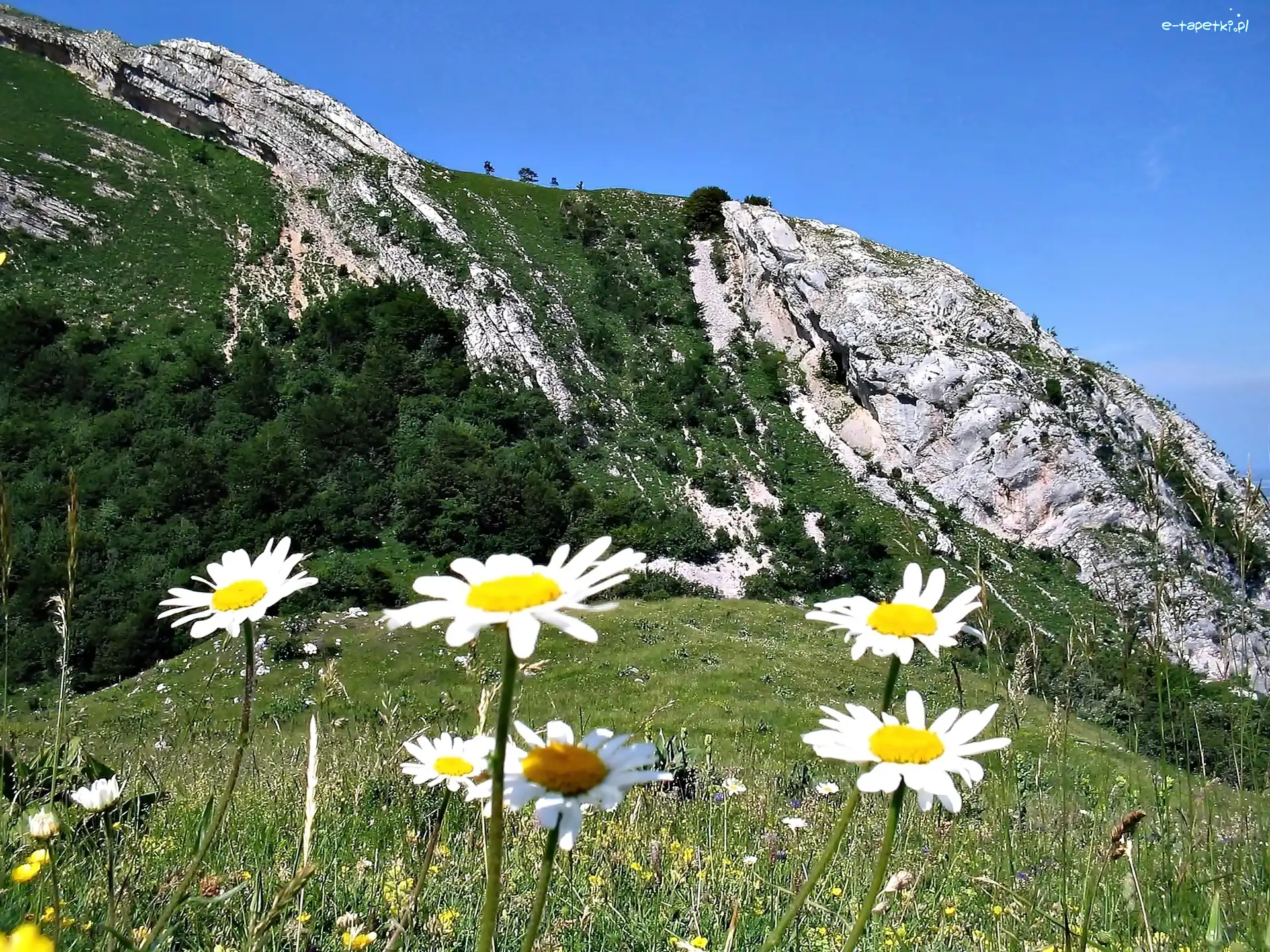 Las, Margerytki, Łąka, Góry