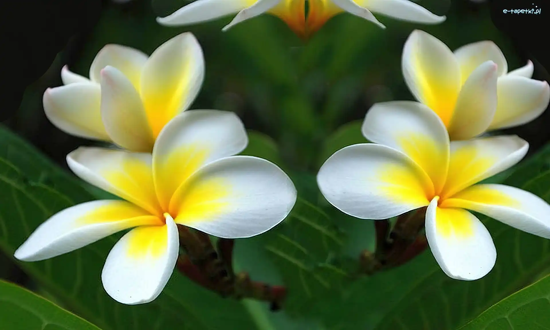 Liście, Plumeria, Kwiaty