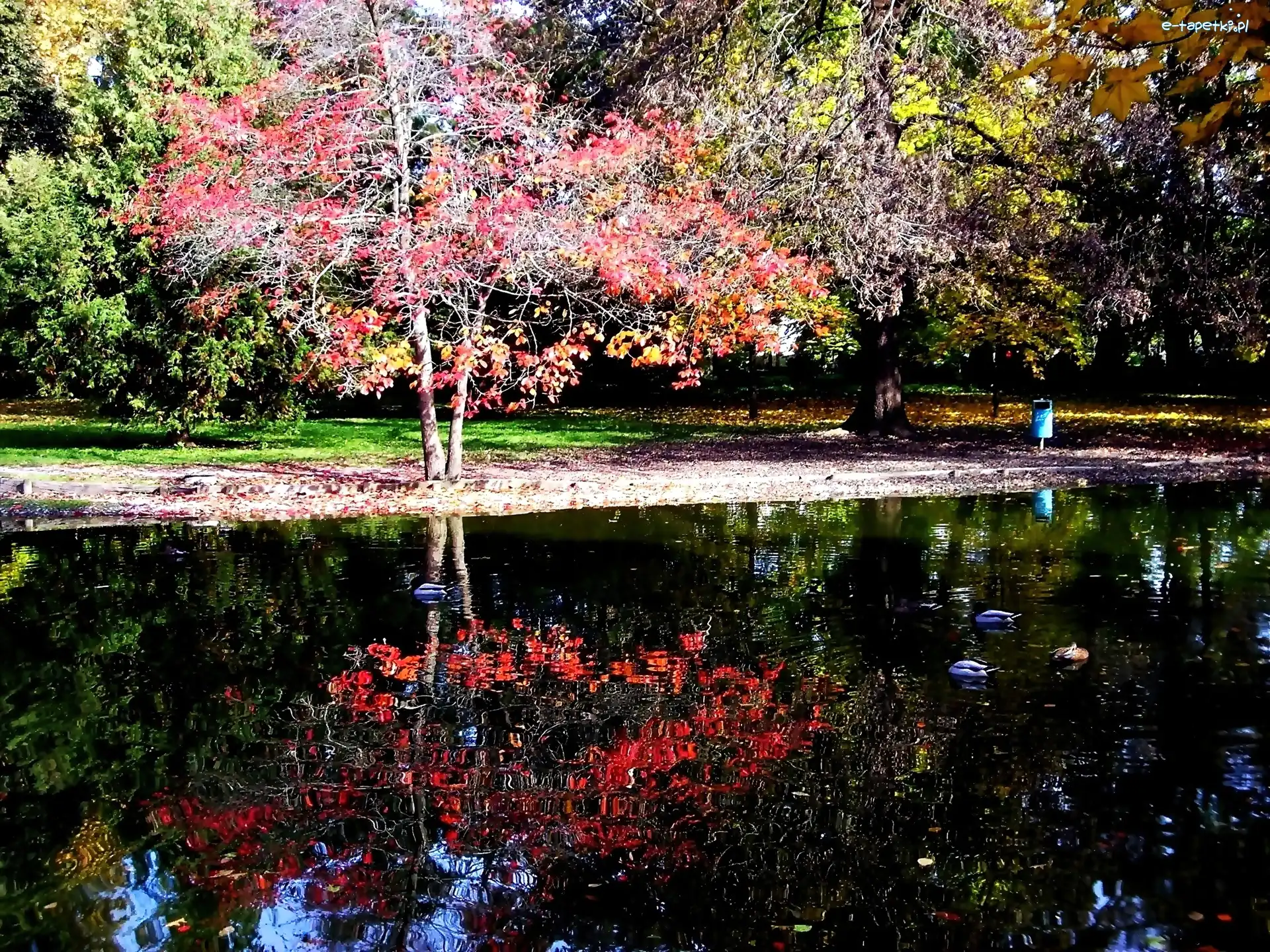 Staw, Park, Jesienny