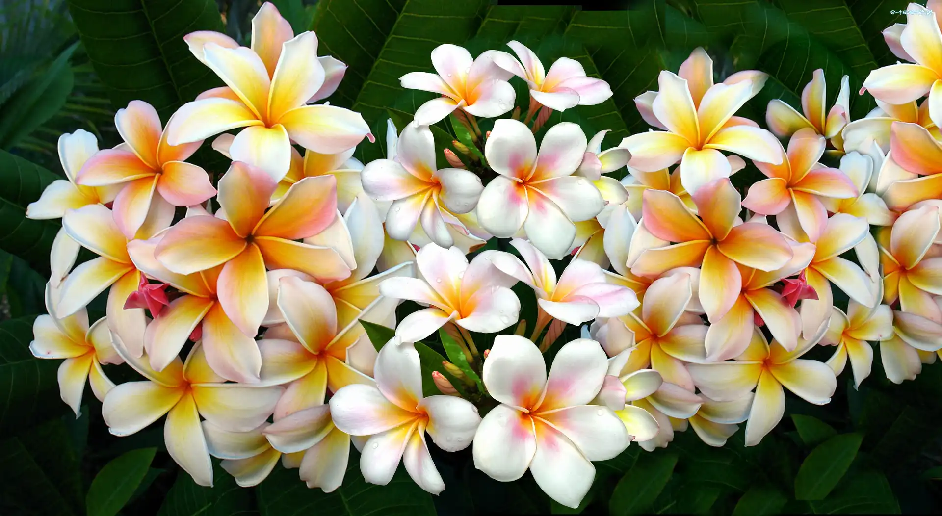 Plumeria, Kwiaty