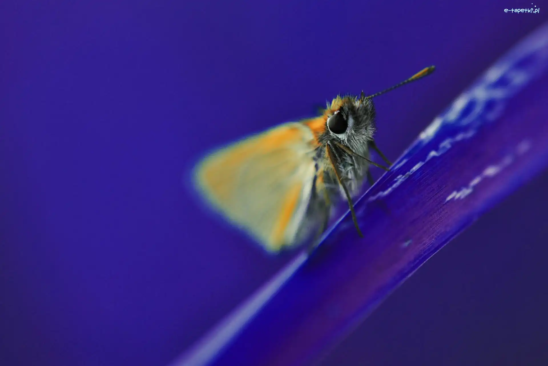 Kwiata, Płatek, Motyl