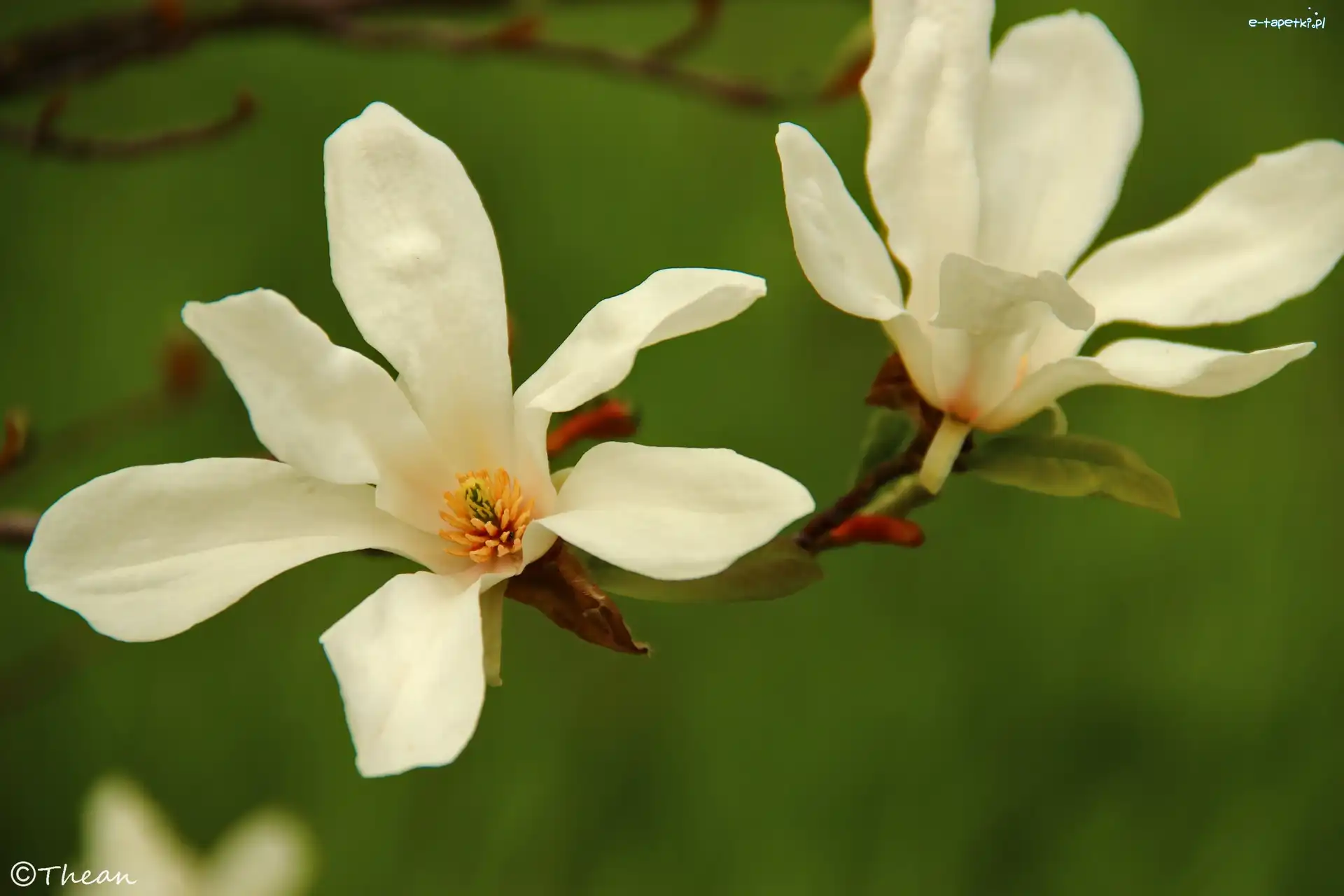 Kwiaty, Białe, Magnolia Japońska