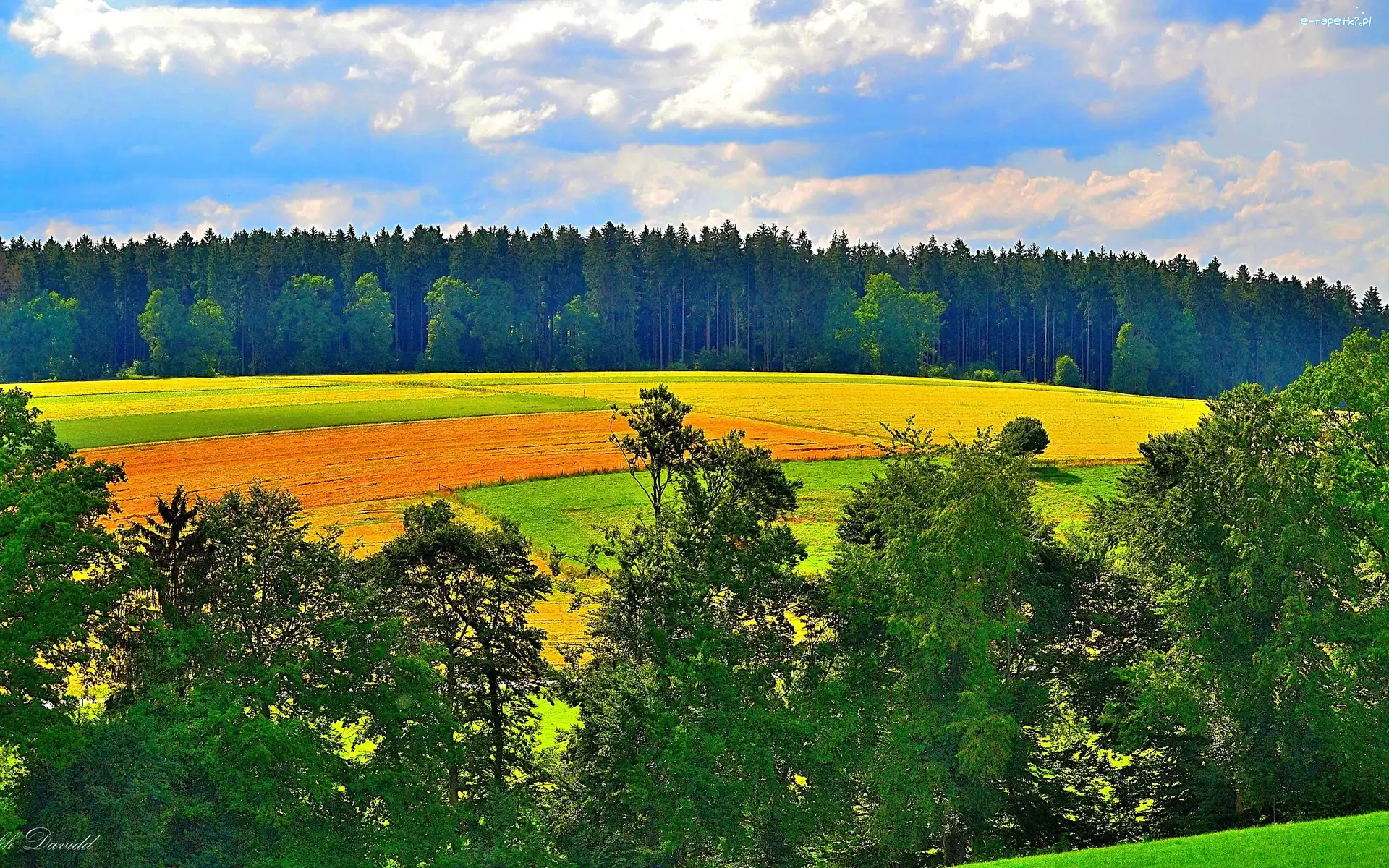 Łąka, Chmury, Las, Pola