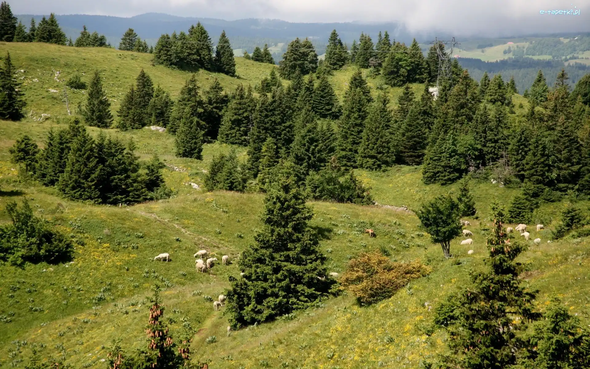 Góry, Owce, Hale, Wzgórza, Drzewa