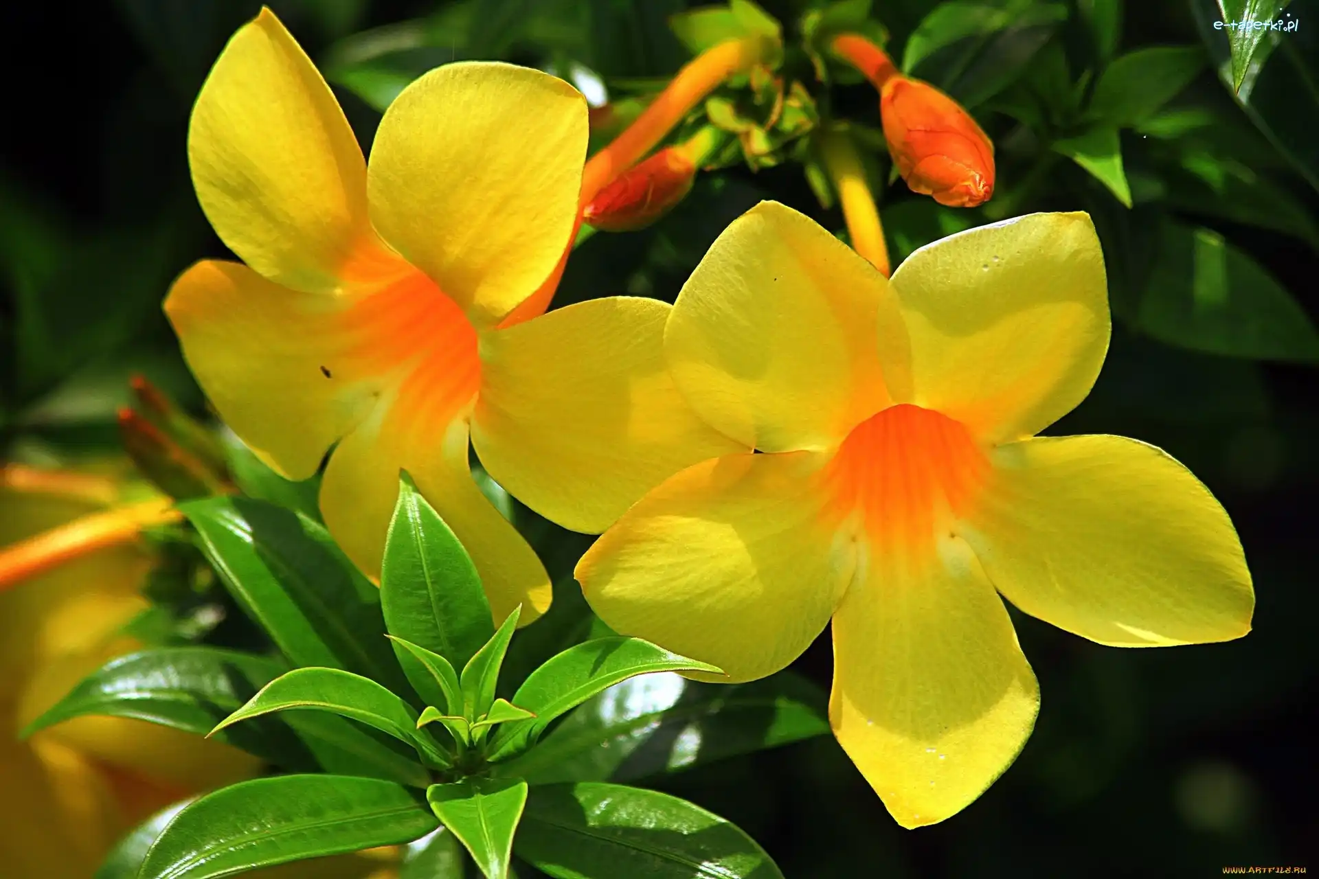 Żółte, Pnącze, Kwiaty, Alamanda