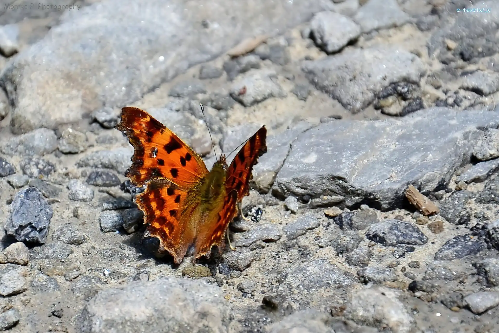 Motyl, Brązowy