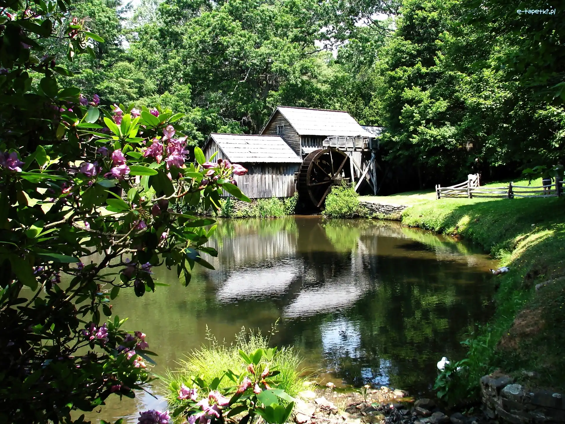 Rododendrony, Staw, Łąka, Wodny, Młyn, Kwitnące, Drzewa