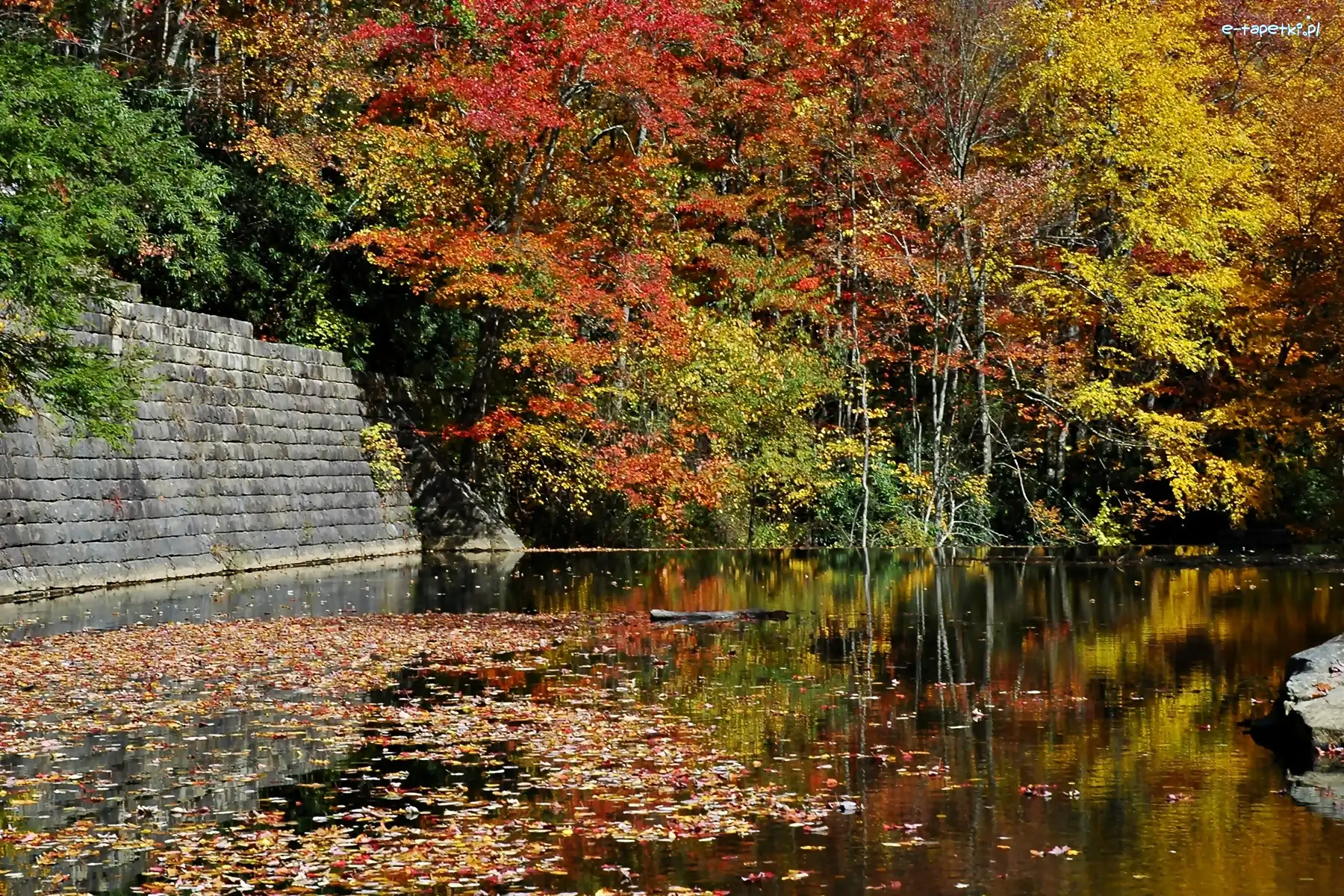 Jesienny, Jezioro, Las, Liście, Opadłe