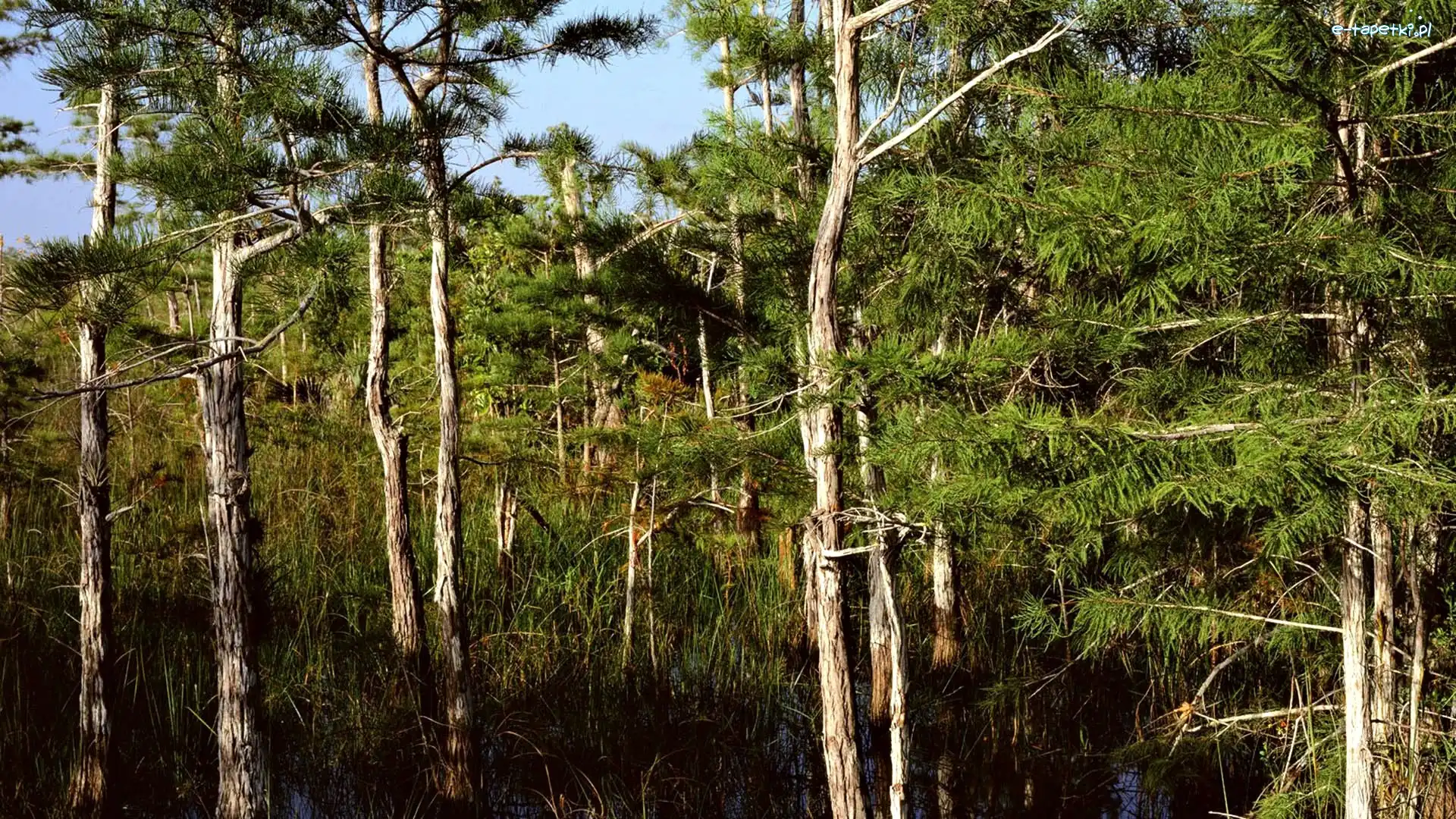 Park, Everglades, Narodowy, Namorzynowy, Las