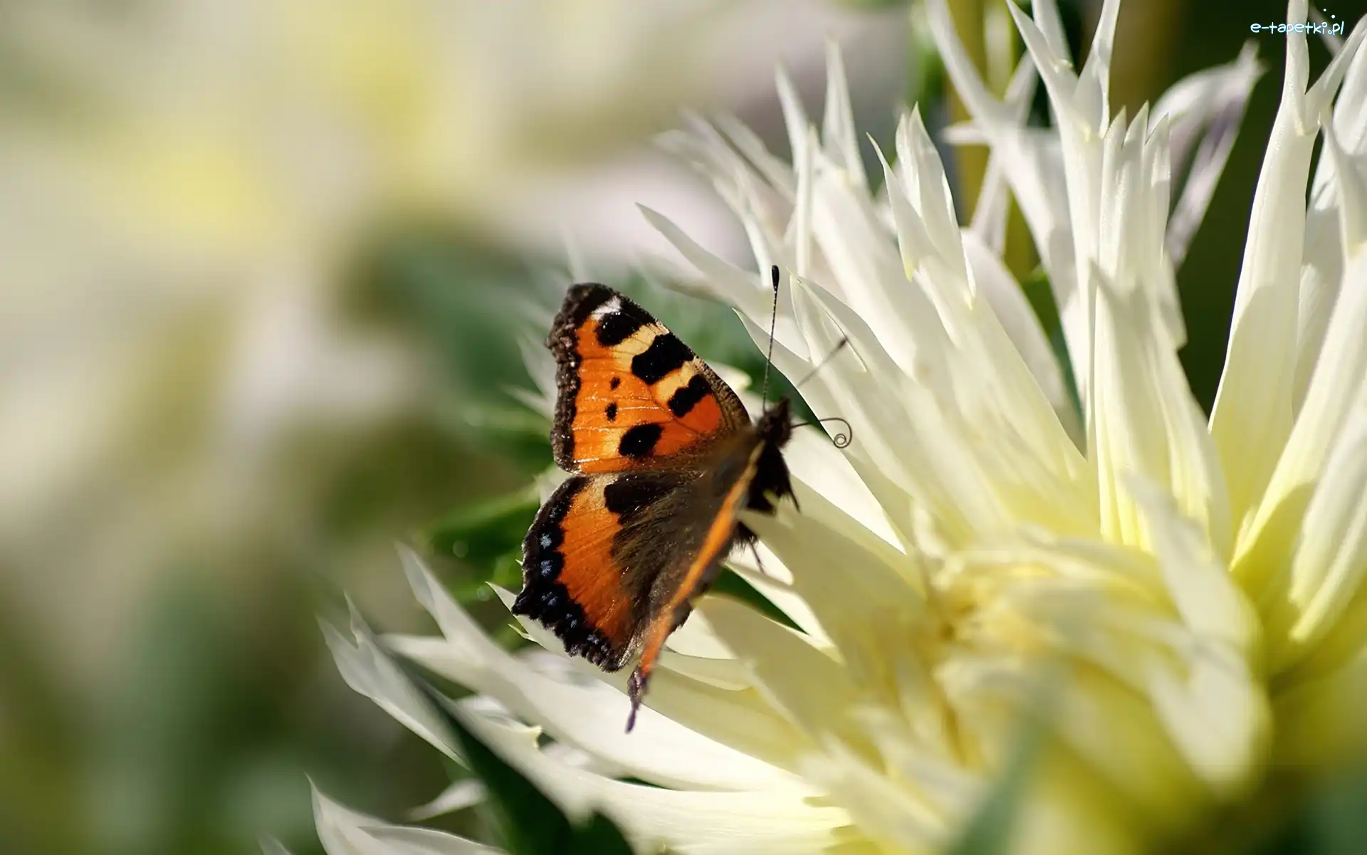 Kwiat, Motyl