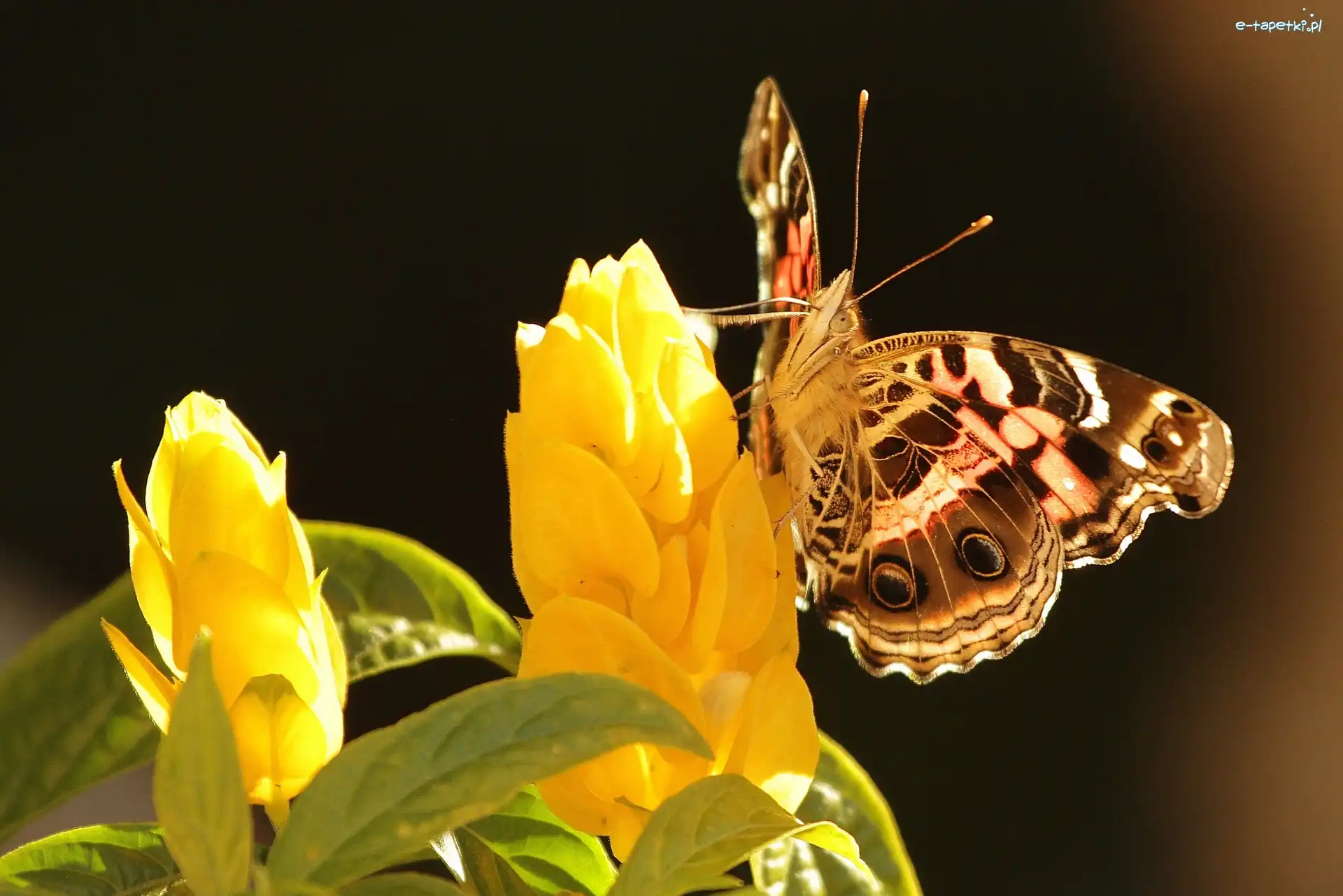 Kwiat, Żółty, Motyl