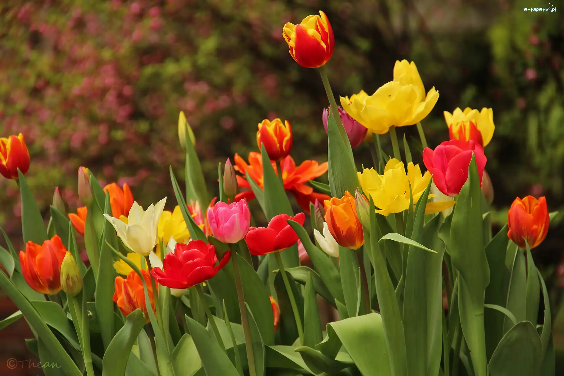 Kwiaty, Tulipany, Kolorowe