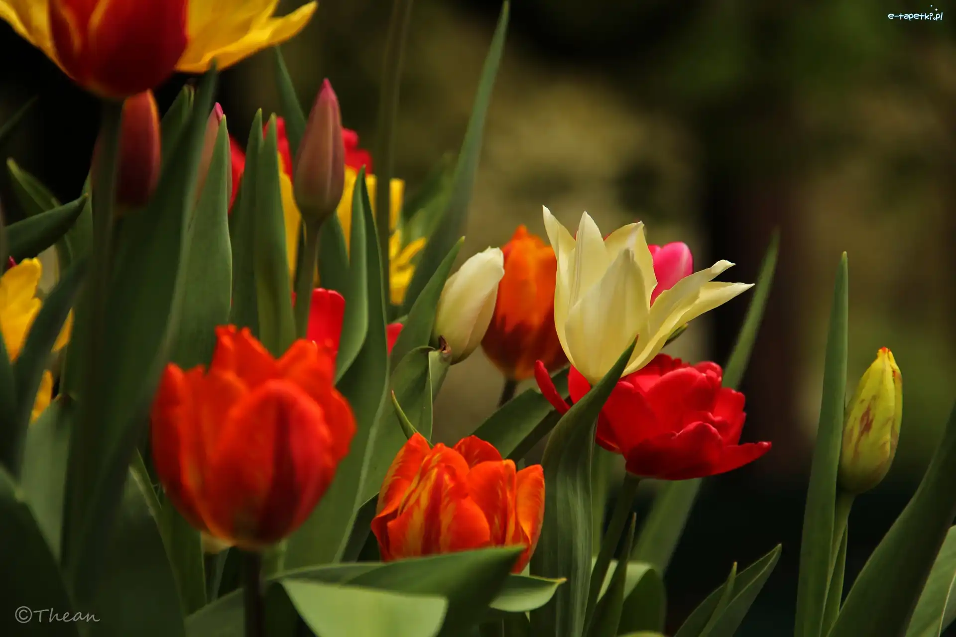 Kwiaty, Tulipany, Kolorowe