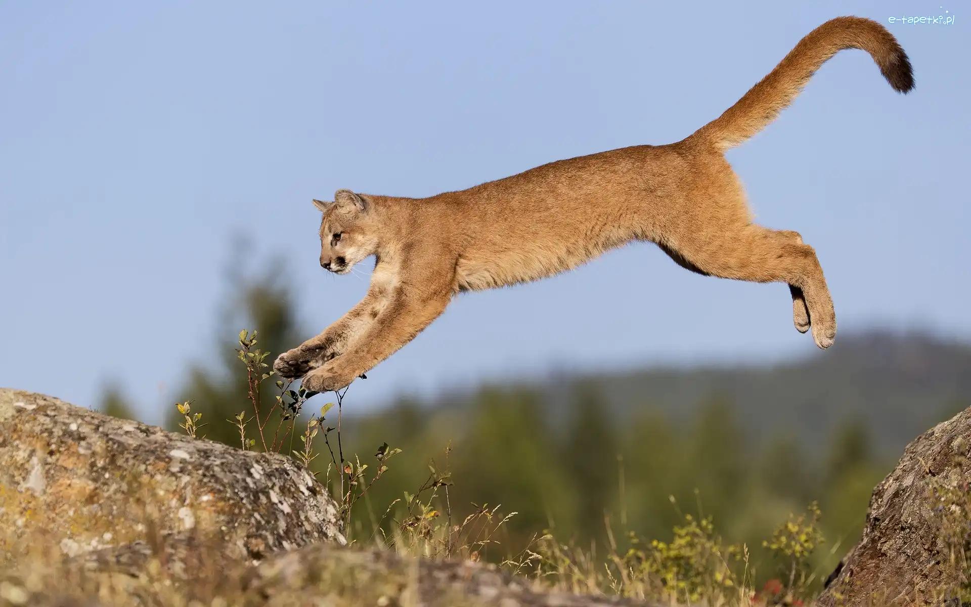 Skok, Skały, Puma