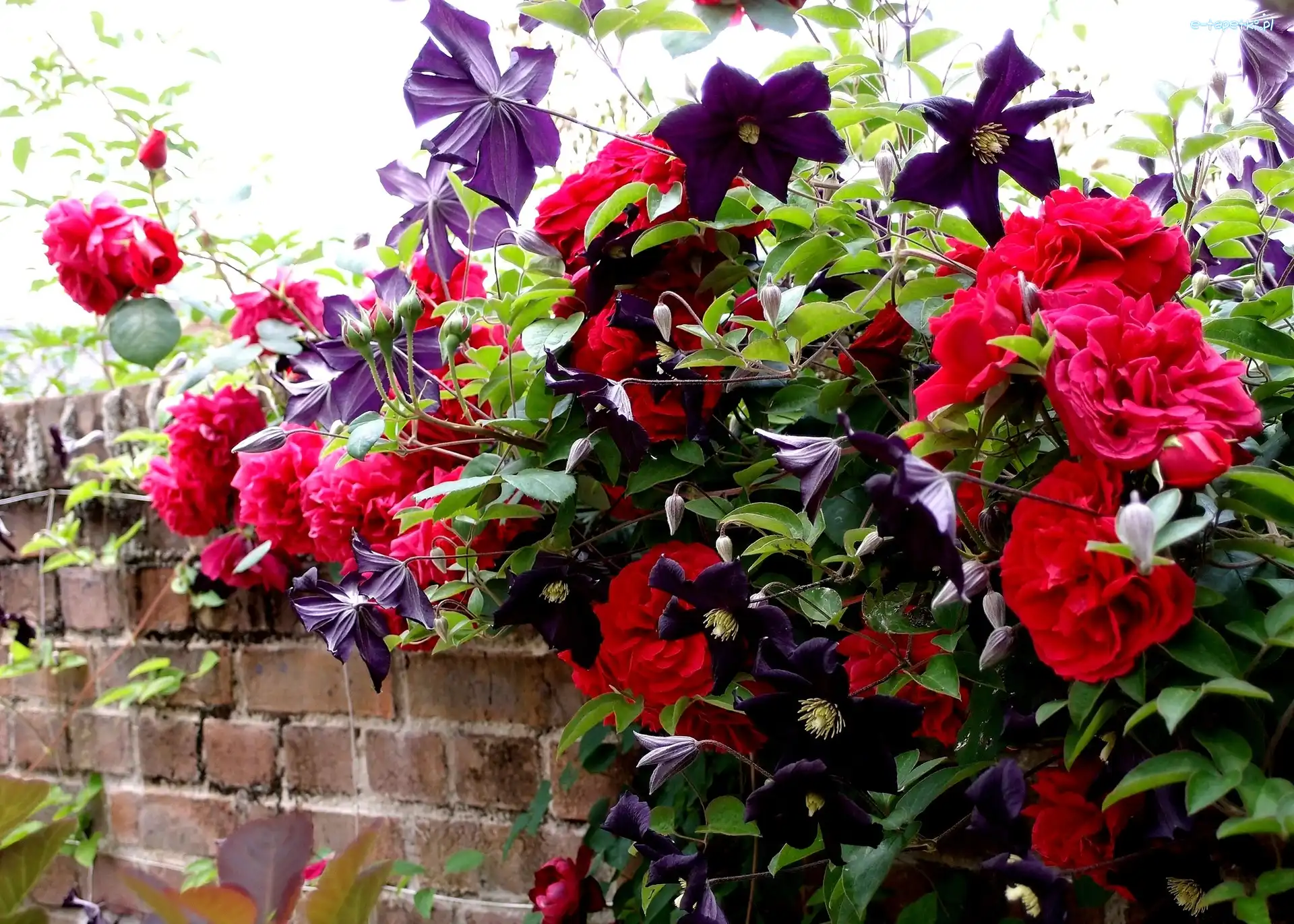 Clematis, Róże, Czerwone