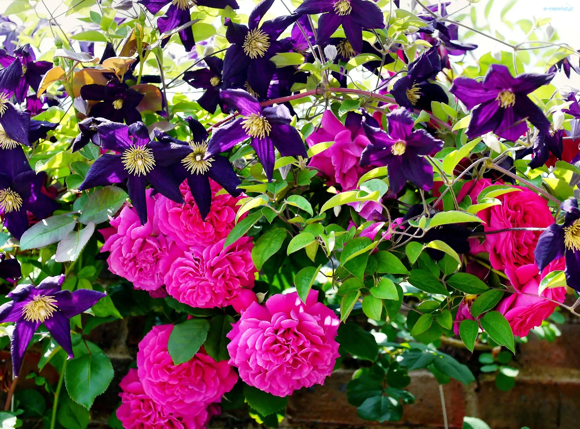 Murek, Clematis, Róże