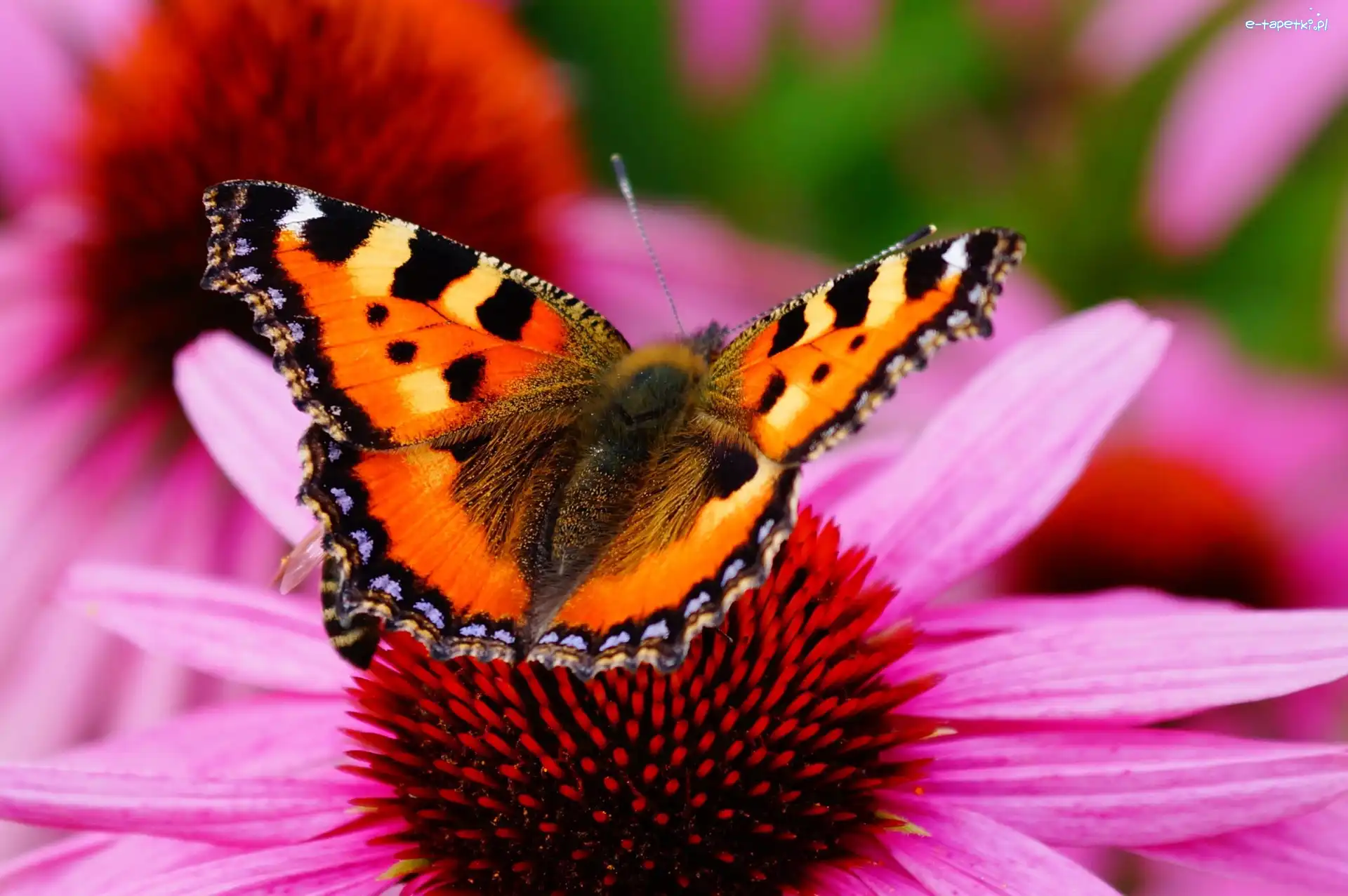 Motyl, Kwiat, Różowy, Piękny