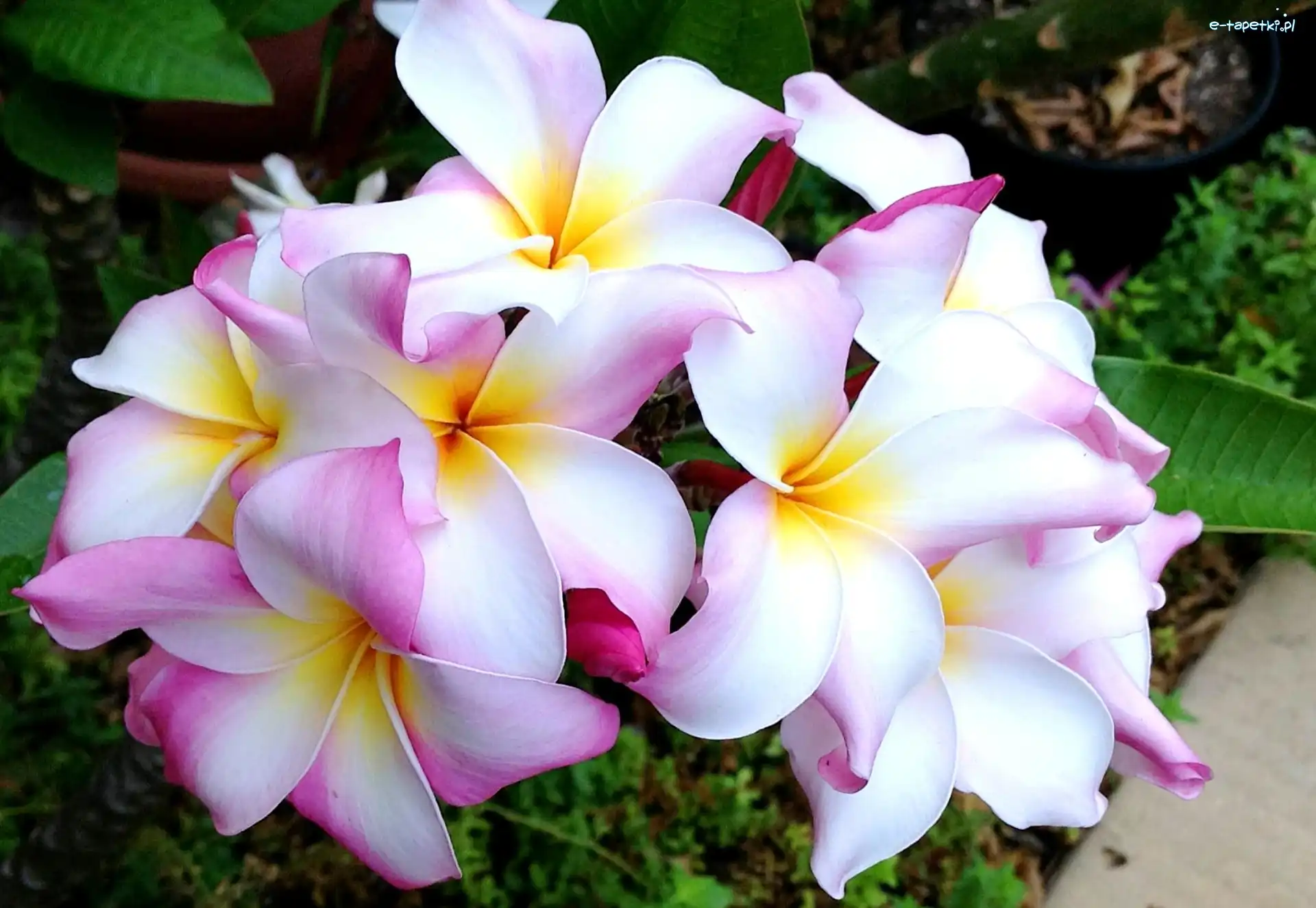 Plumeria, Kwiaty