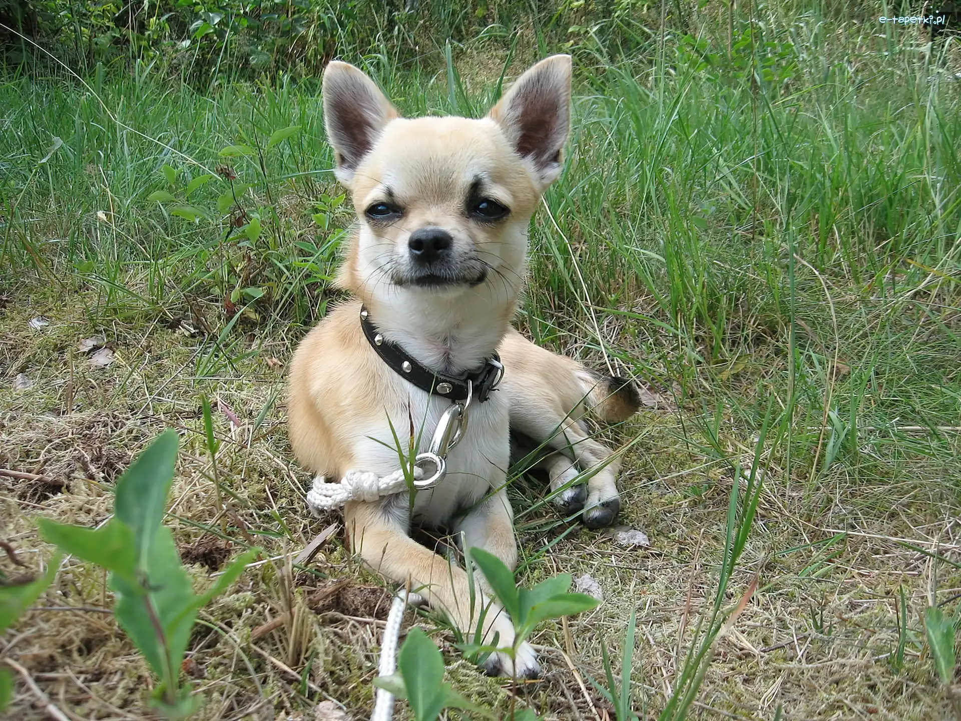 Trawa, Obroża, Chihuahua