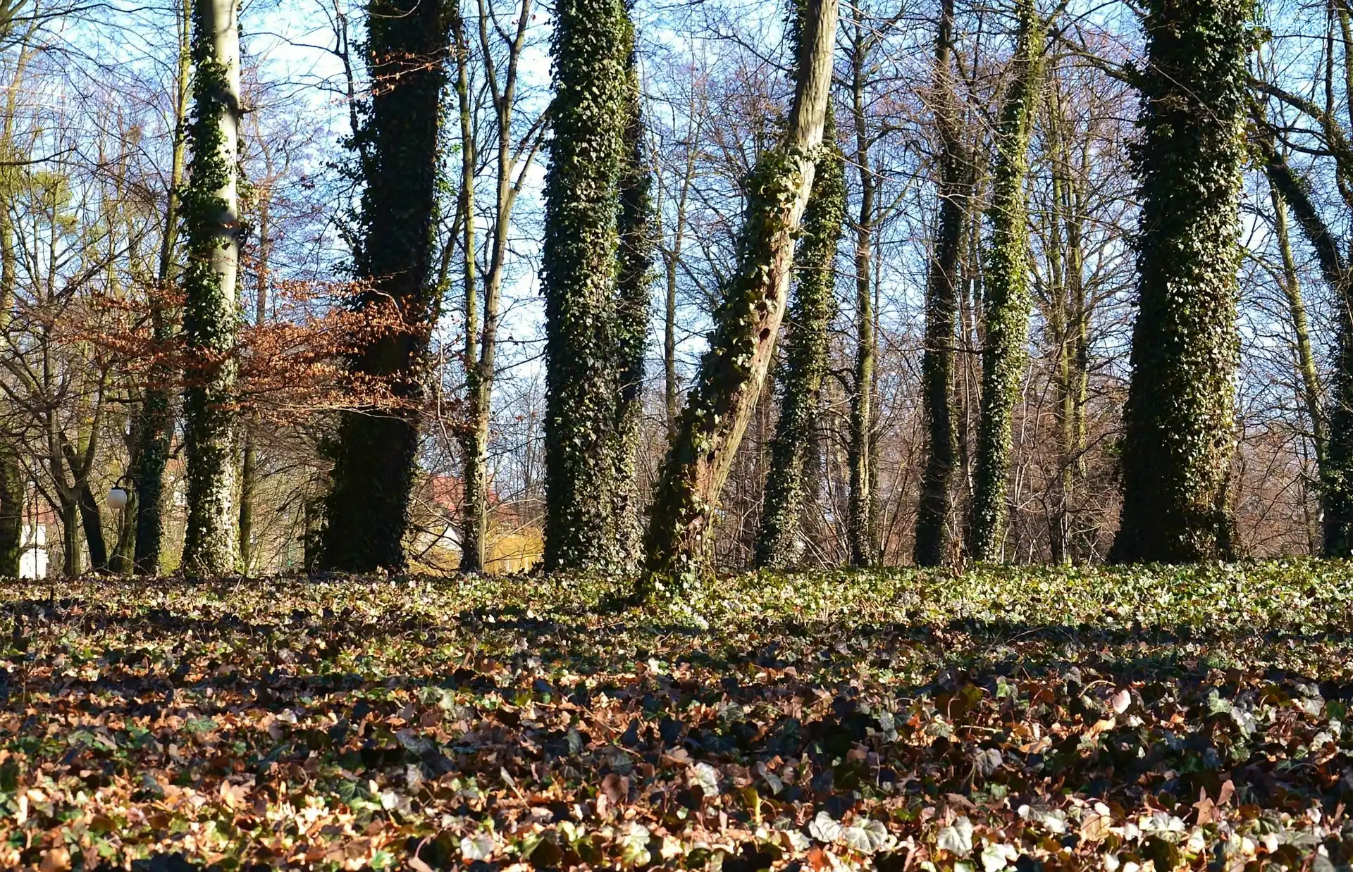 Liście, Drzewa