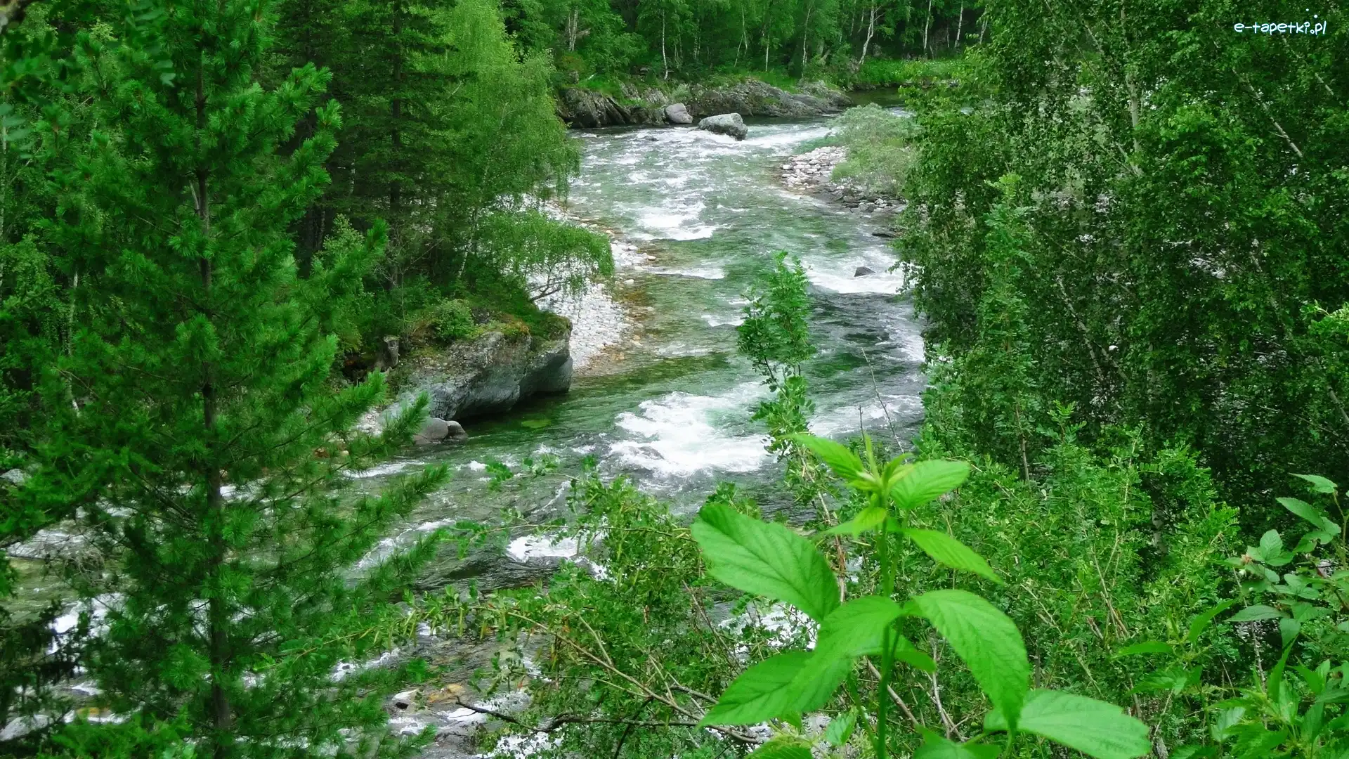 Kamienie, Las, Rzeka
