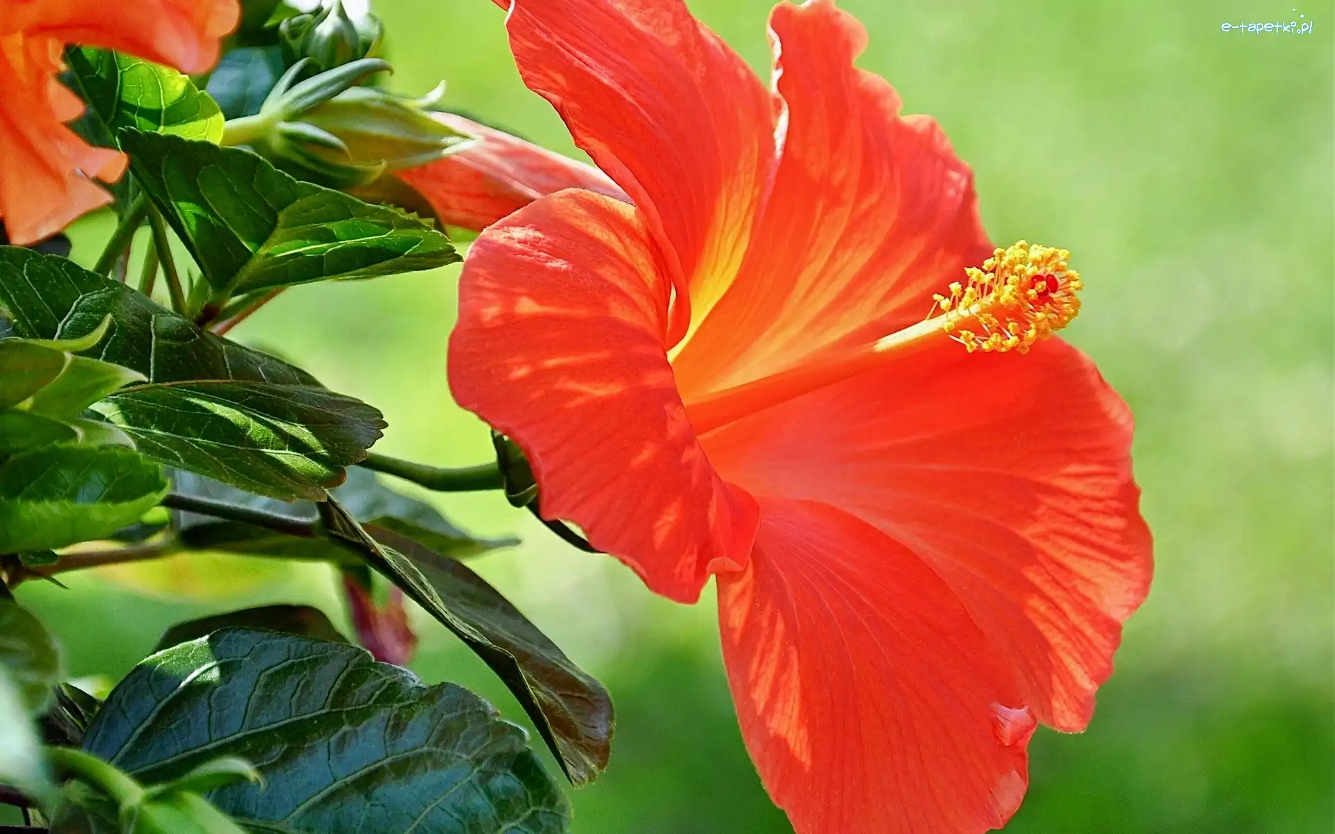 Hibiskus, Pomarańczowy