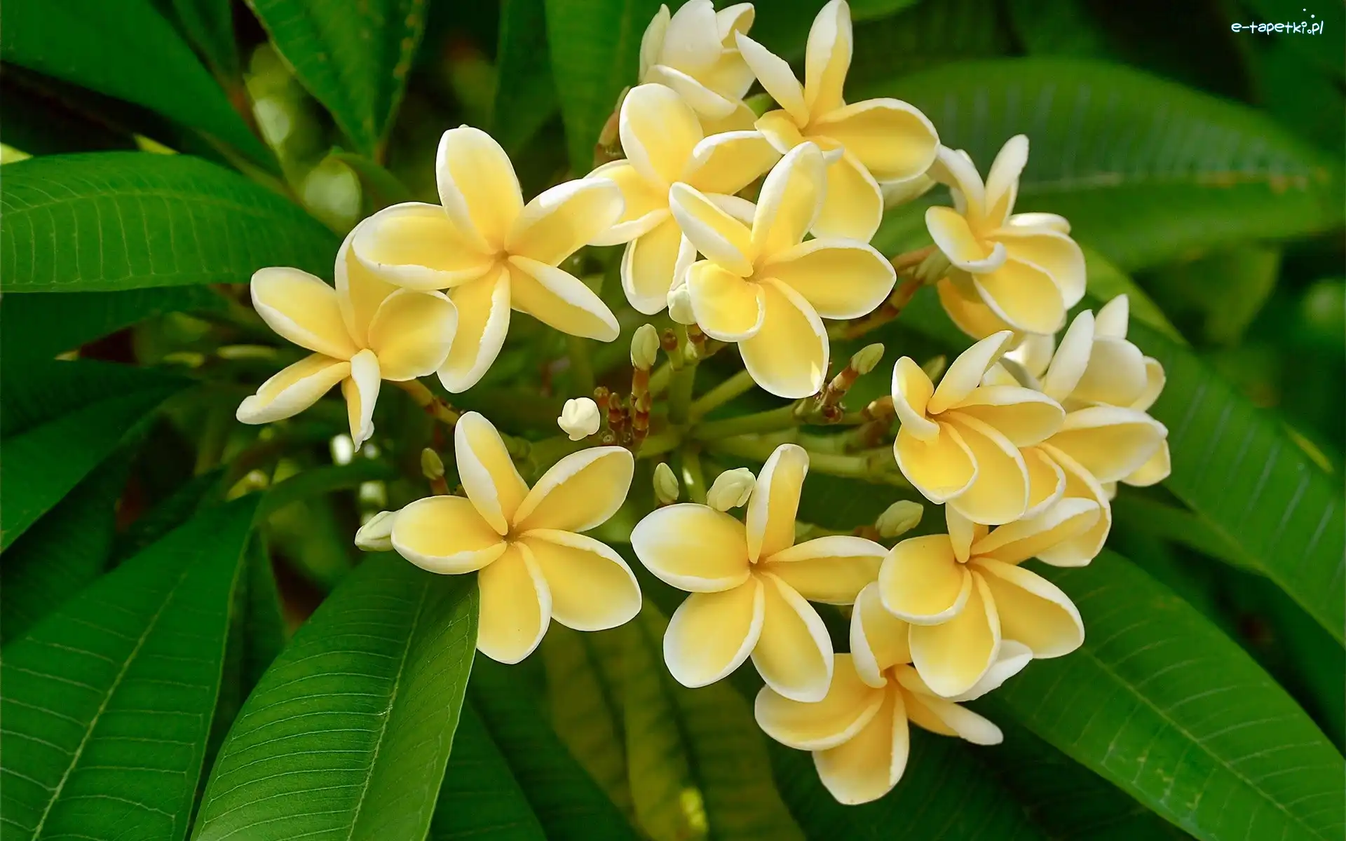 Plumeria, Żółta