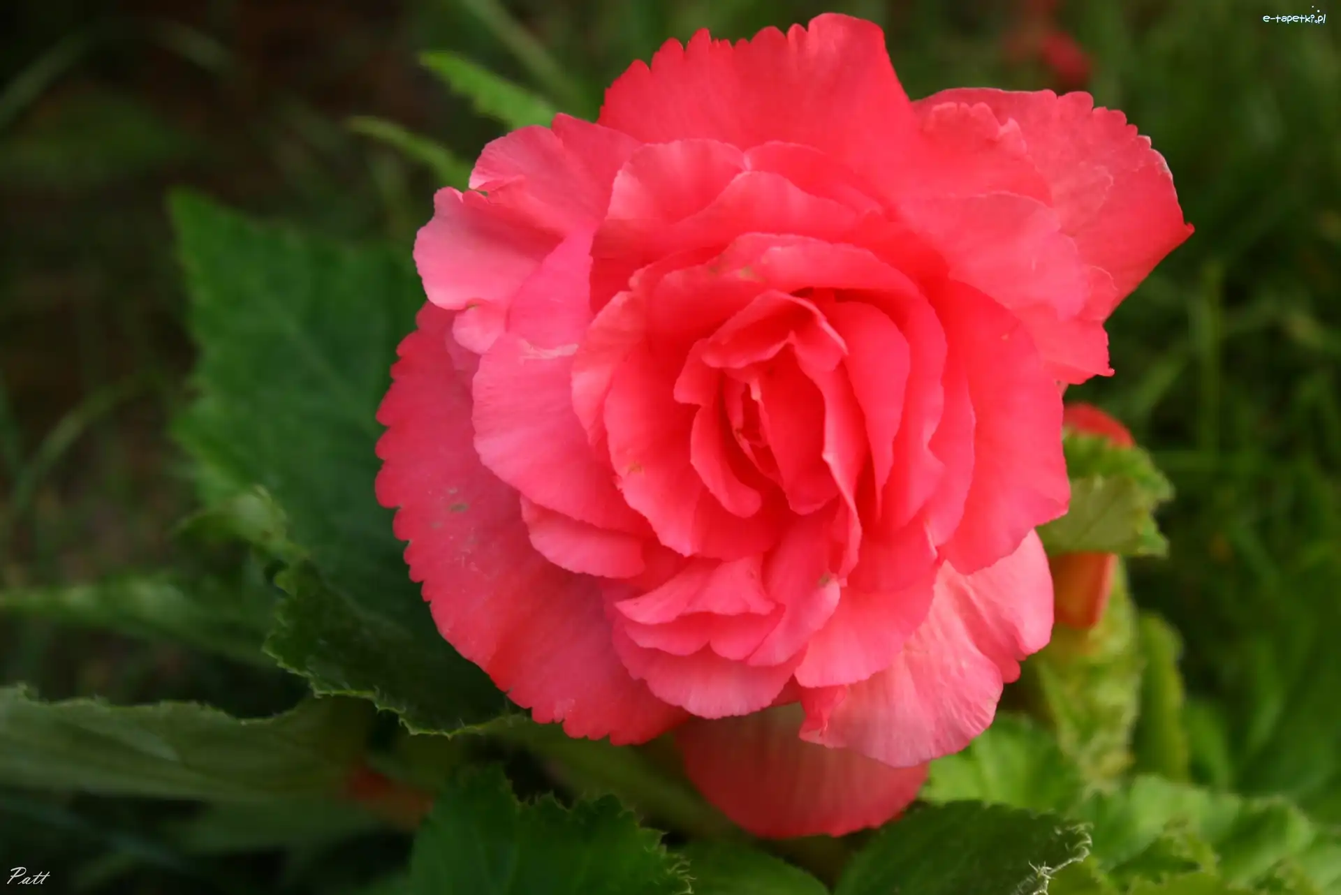 Kwiat, Różowy, Begonia