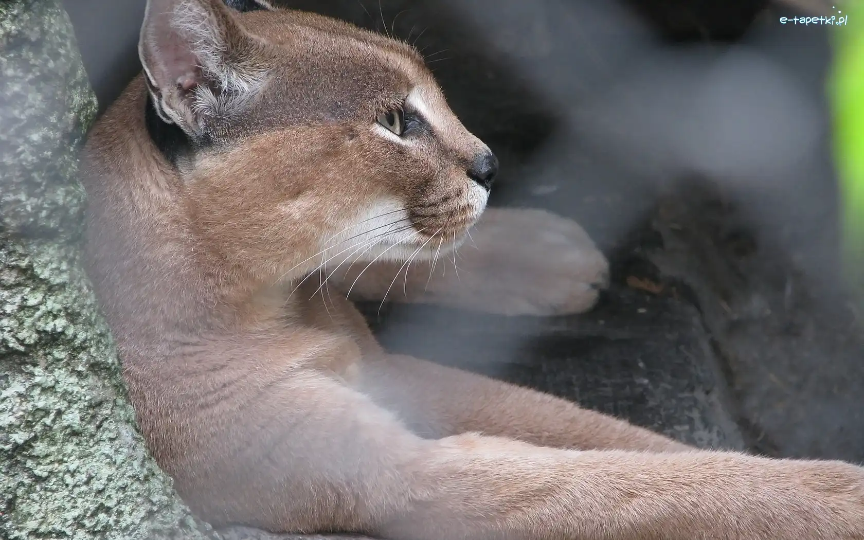 Skalna, Półka, Puma