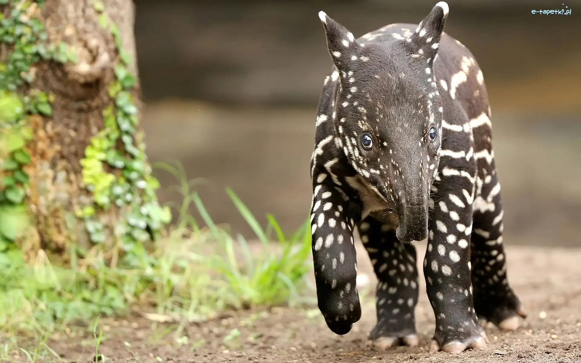 Tapir, Słodki, Mały