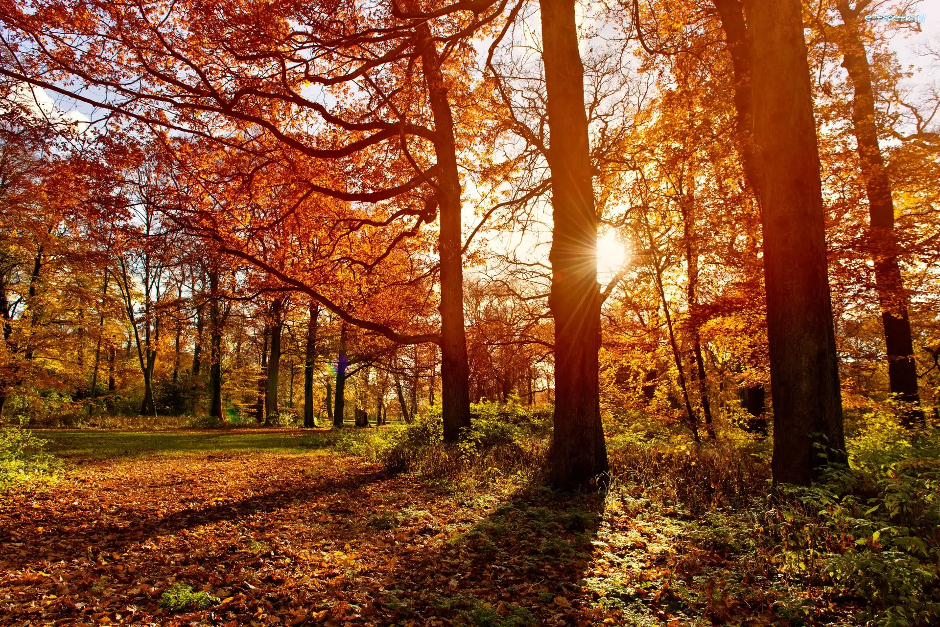 Promienie Słońca, Jesień, Park