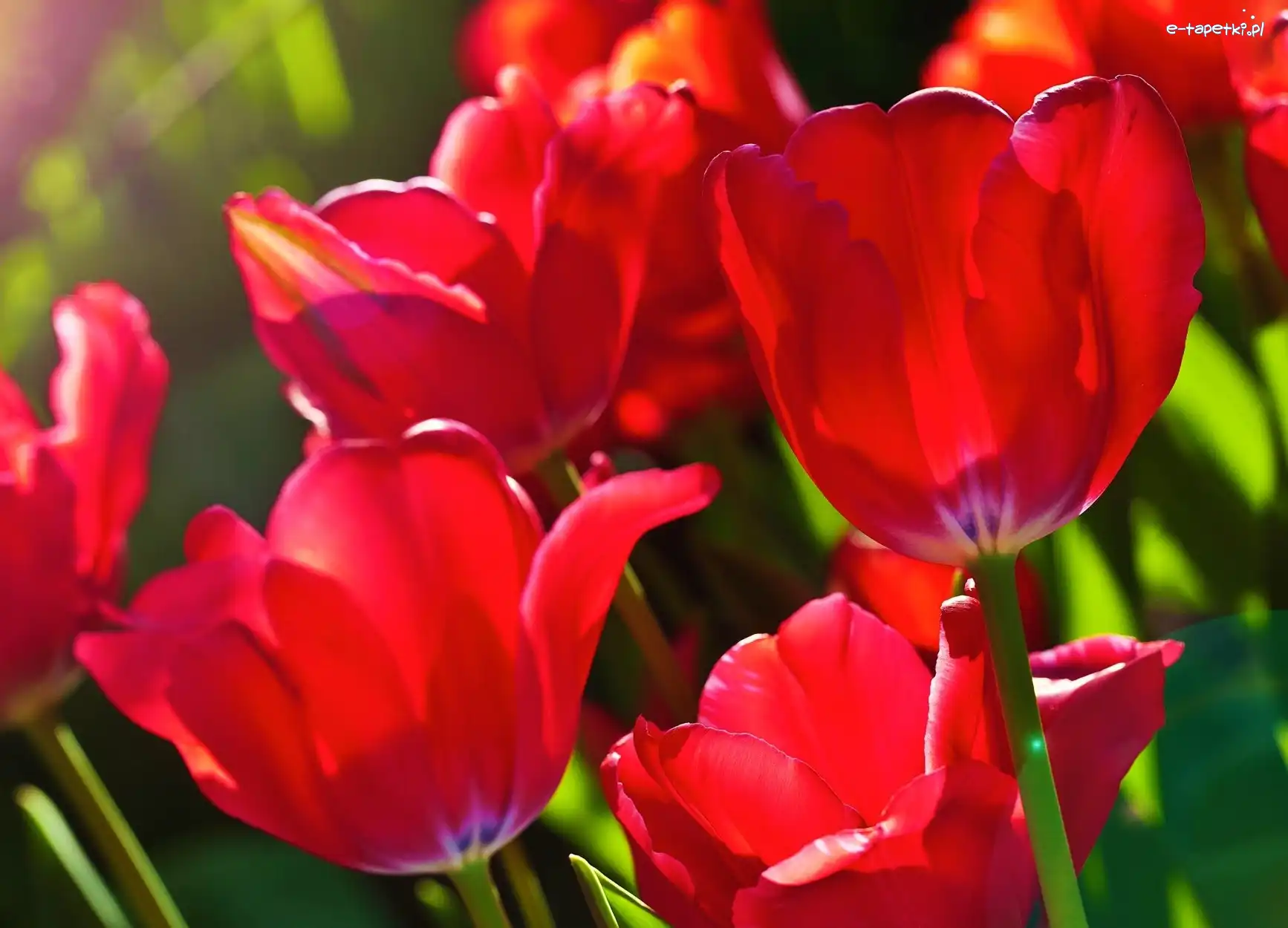 Tulipany, Czerwone