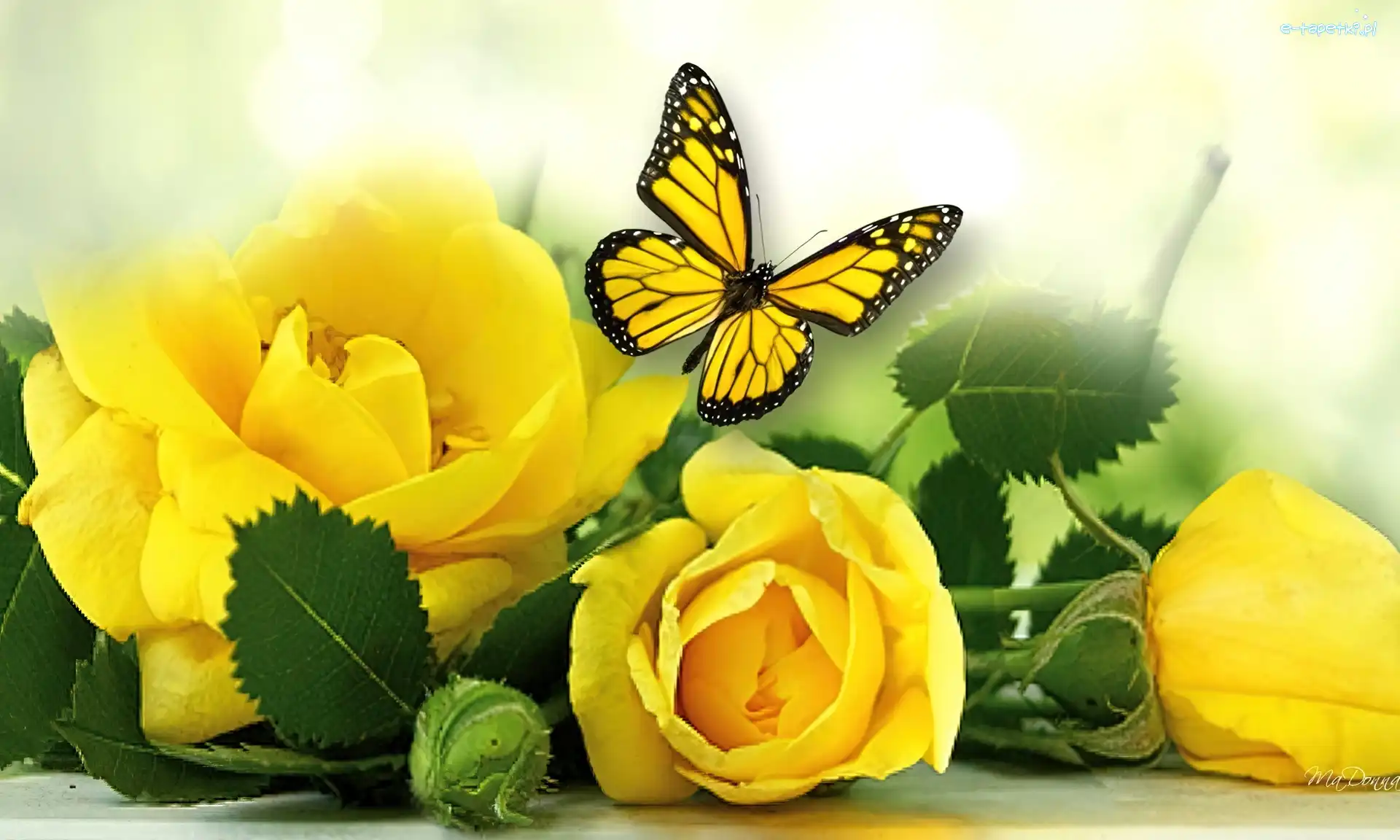 Żółte, Motyl, Liście, Róże