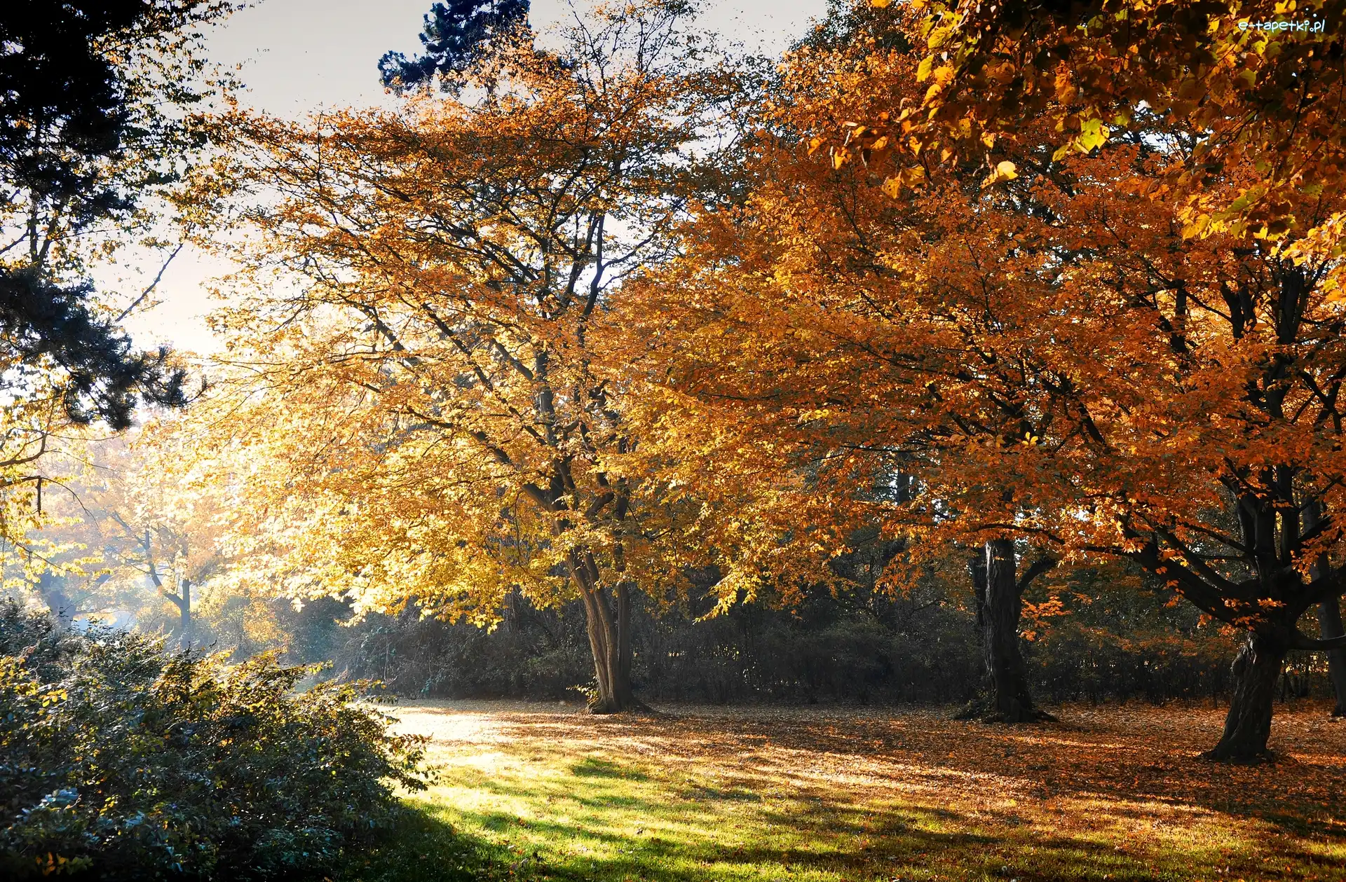 Park, Światło, Przebijające, Jesienny