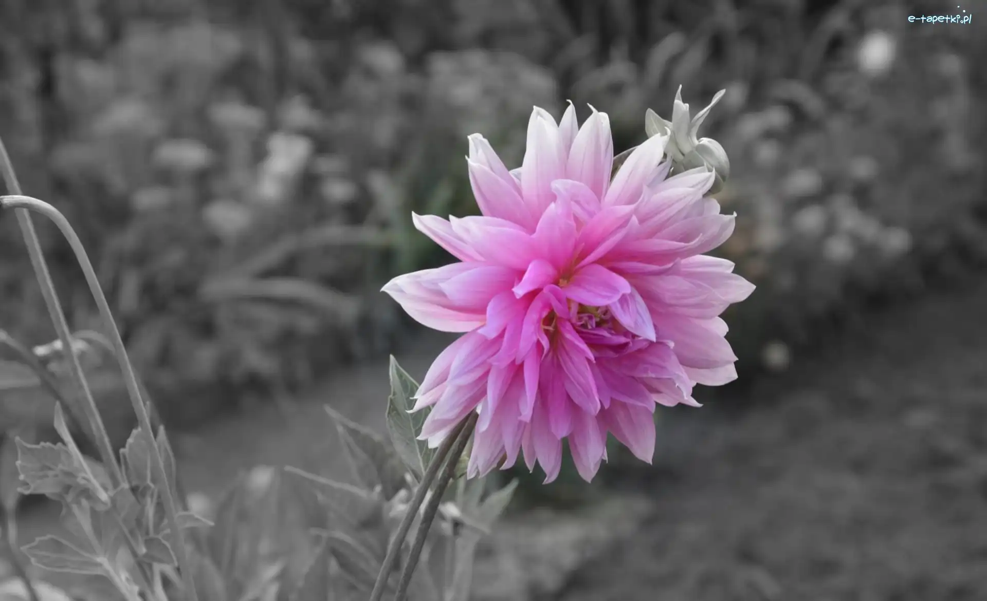 Dalia, Liliowa
