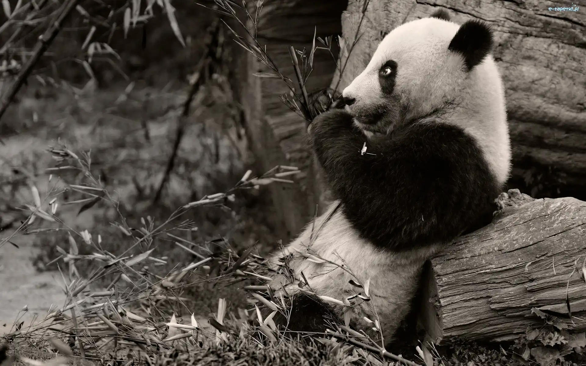 Panda, Trawy, Drzewa, Miś