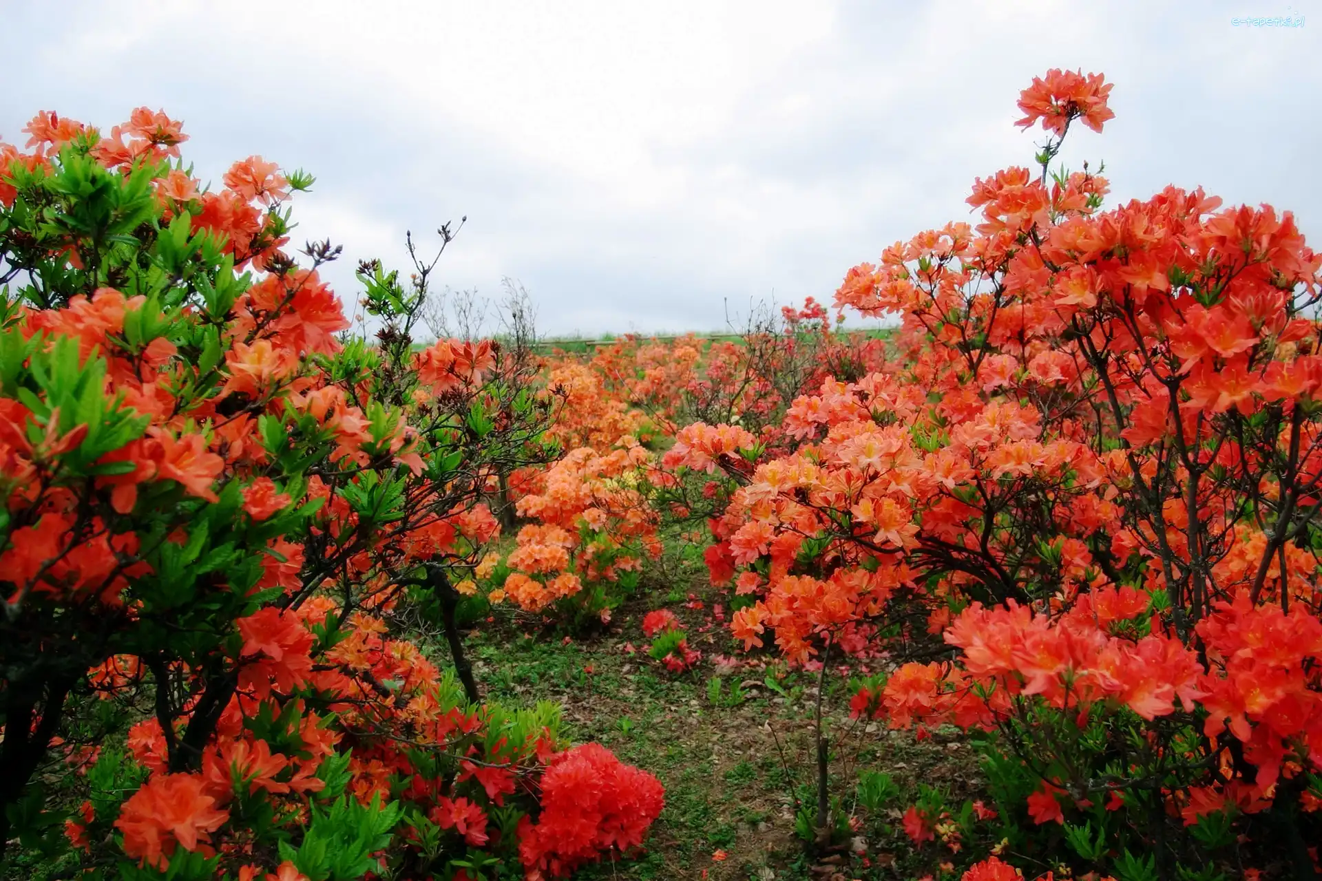 Rododendrony, Czerwone
